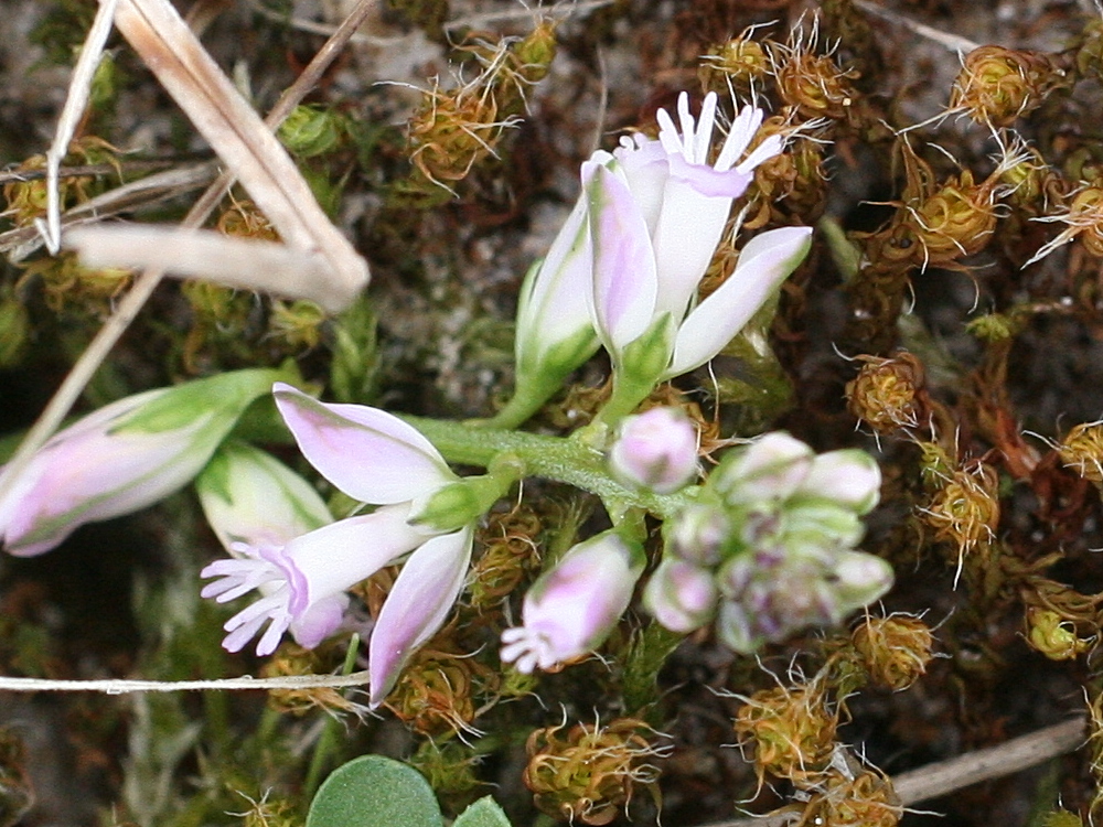Afficher le média polygala_serpyllifolia4md polygala_serpyllifolia4md