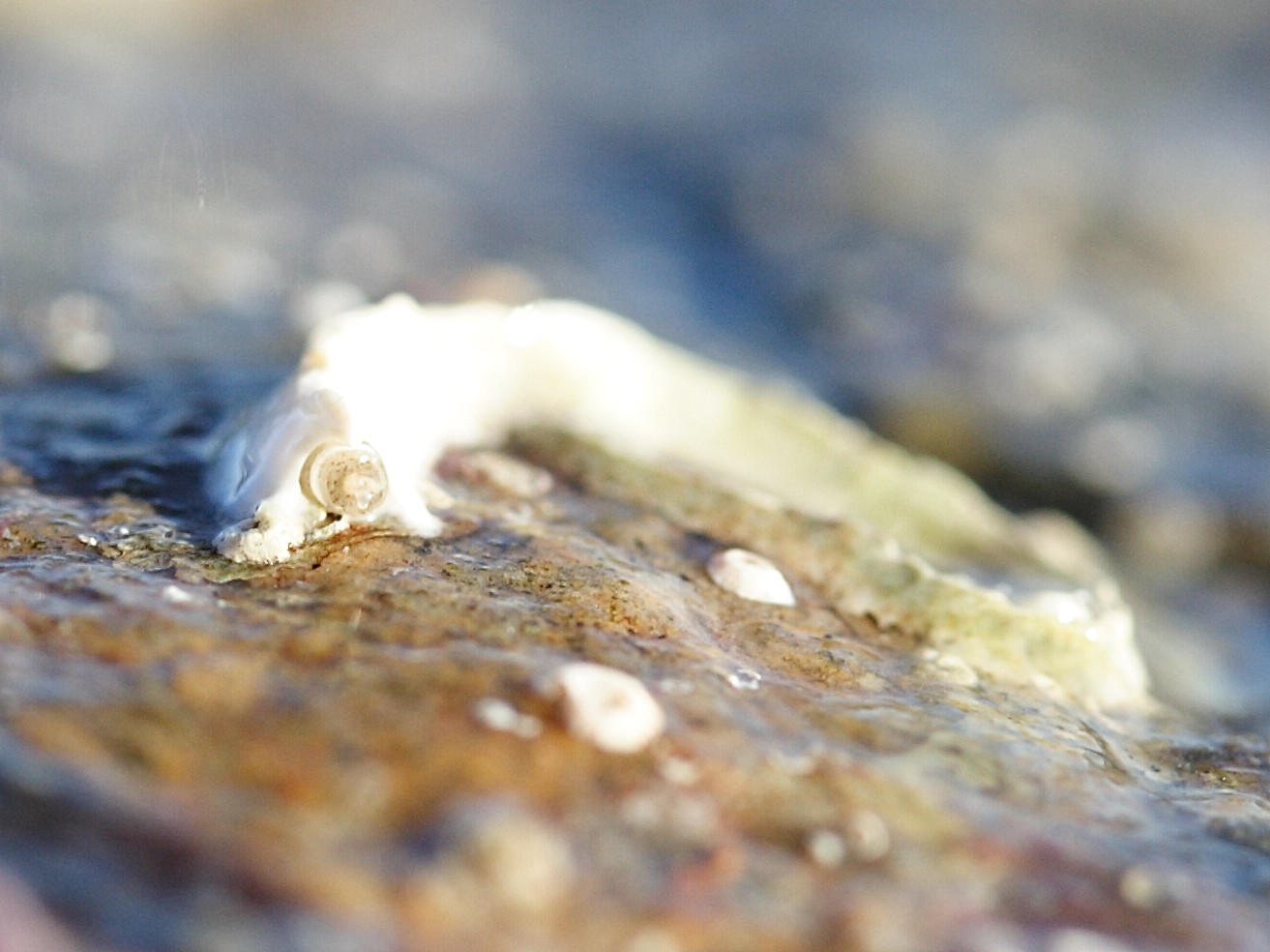 pomatoceros_lamarcki4md