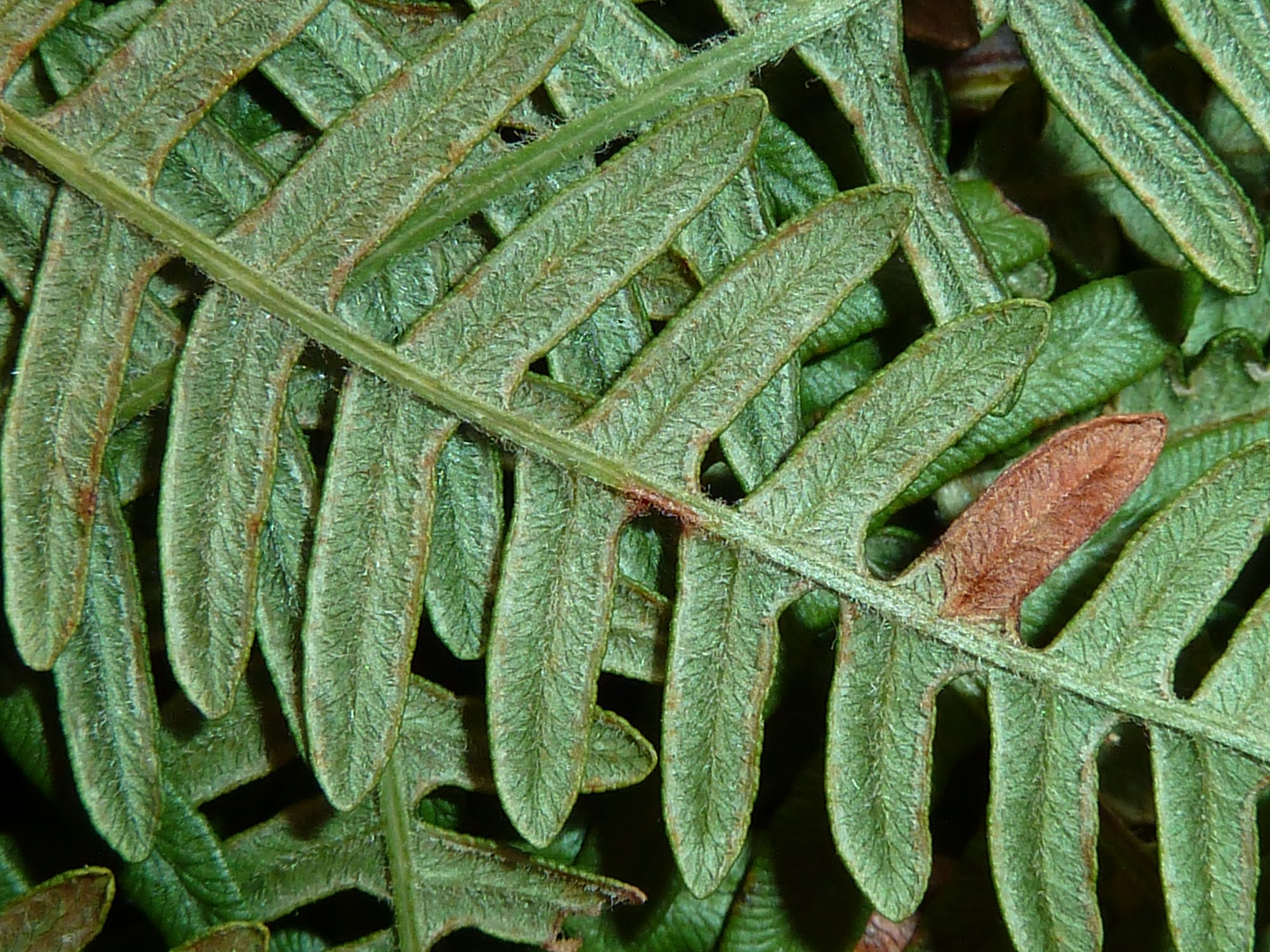 pteridium_aquilinum11bmd