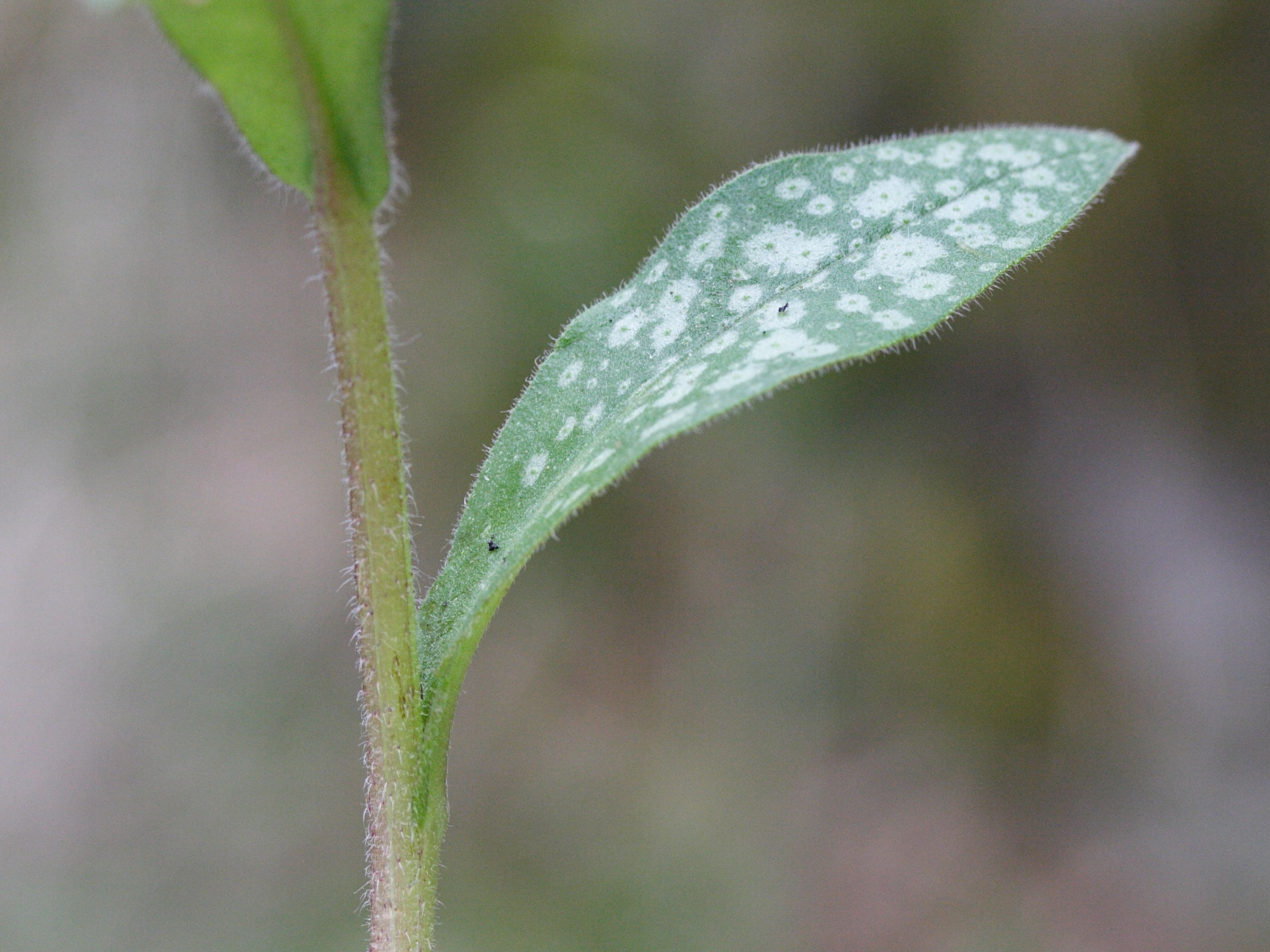 pulmonaria_affinis3md