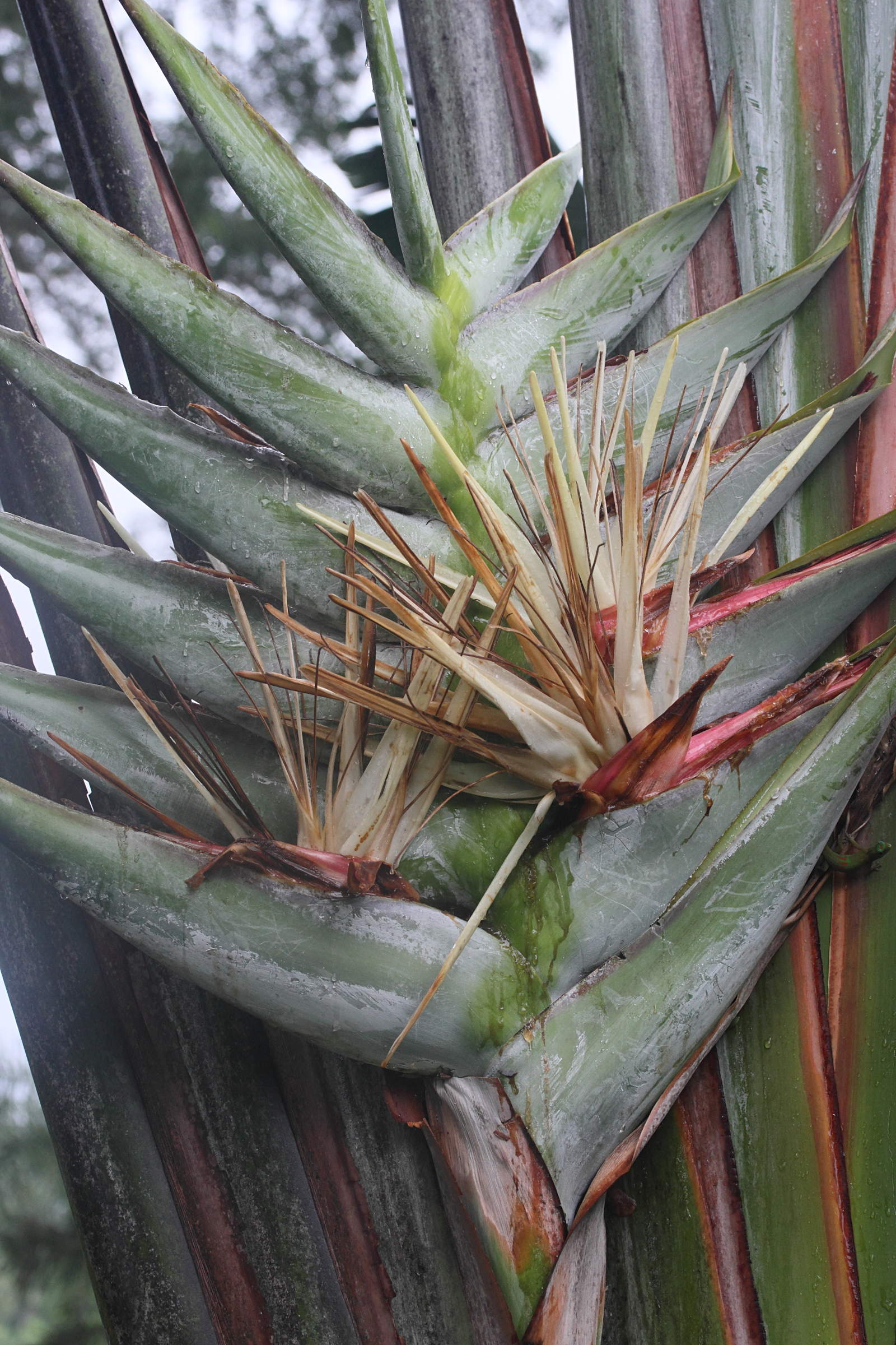 ravenala_madagascariensis10md