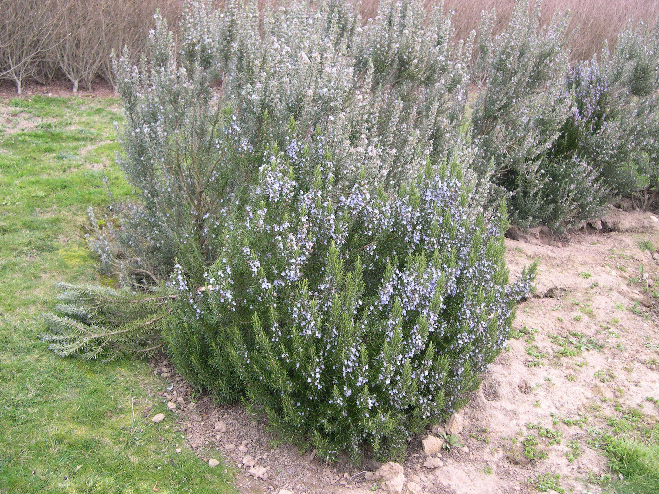 rosmarinus_officinalis2md