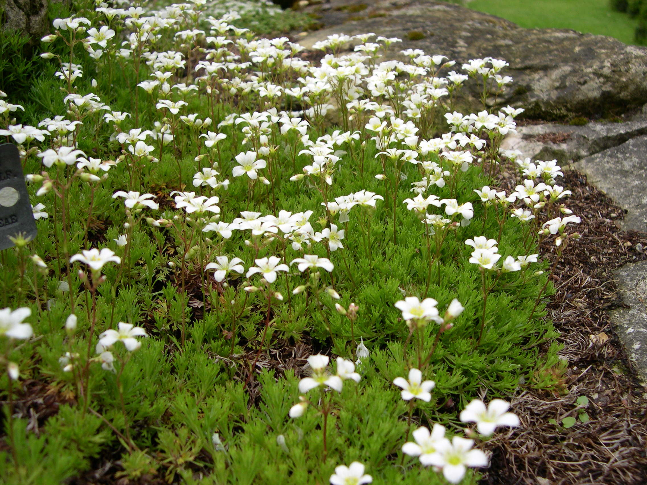 saxifraga_tenella1md