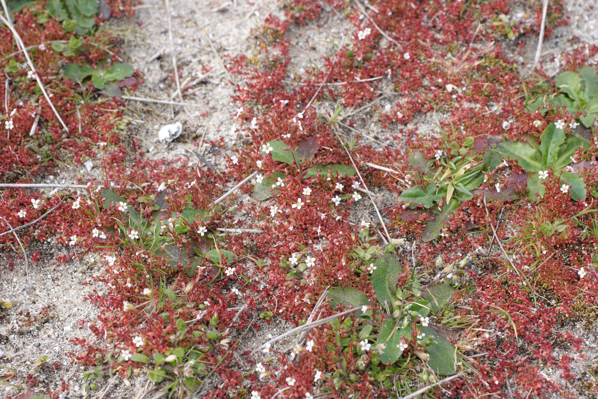 saxifraga_tridactylites5md