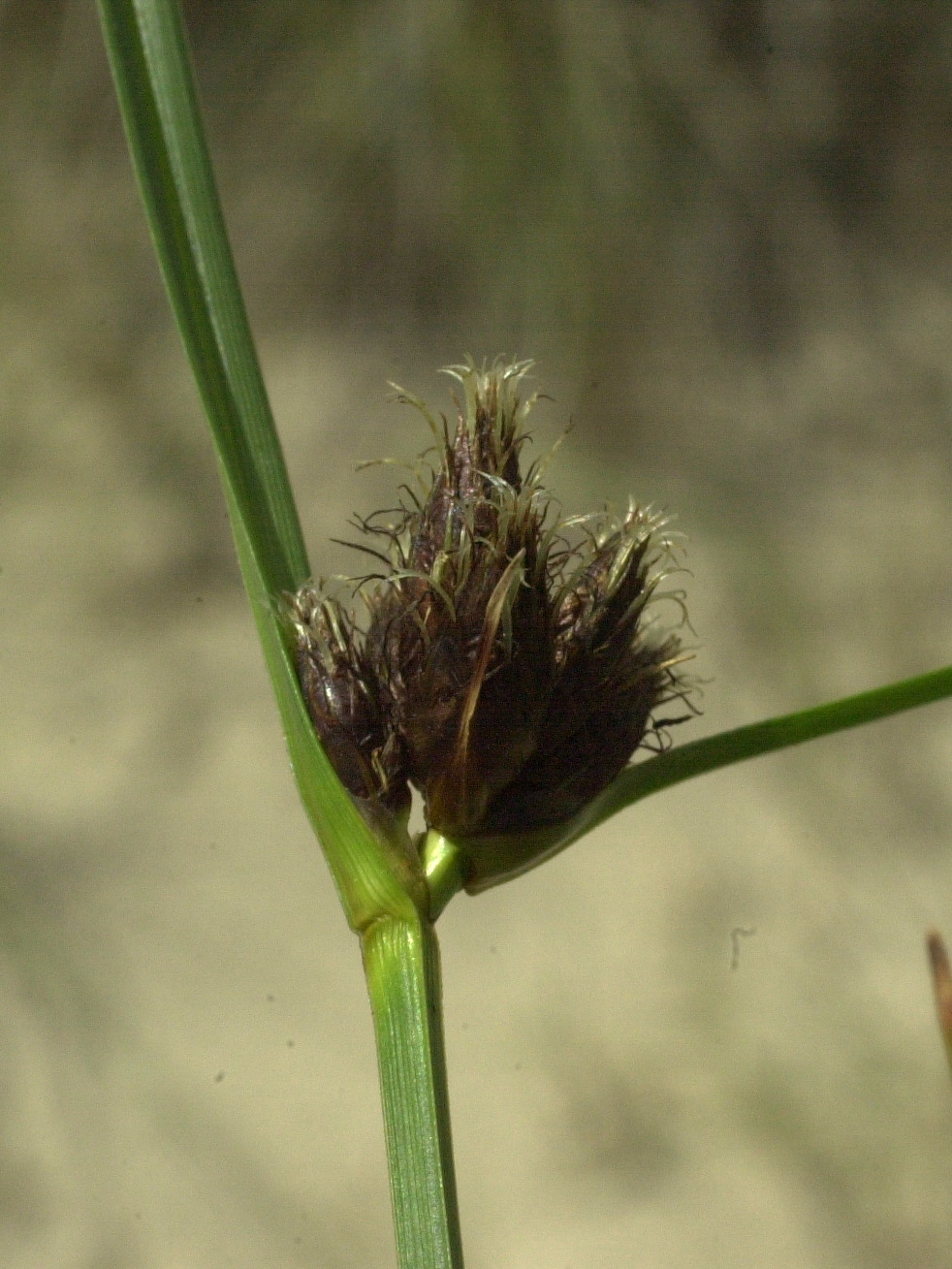 scirpus_maritimus3md