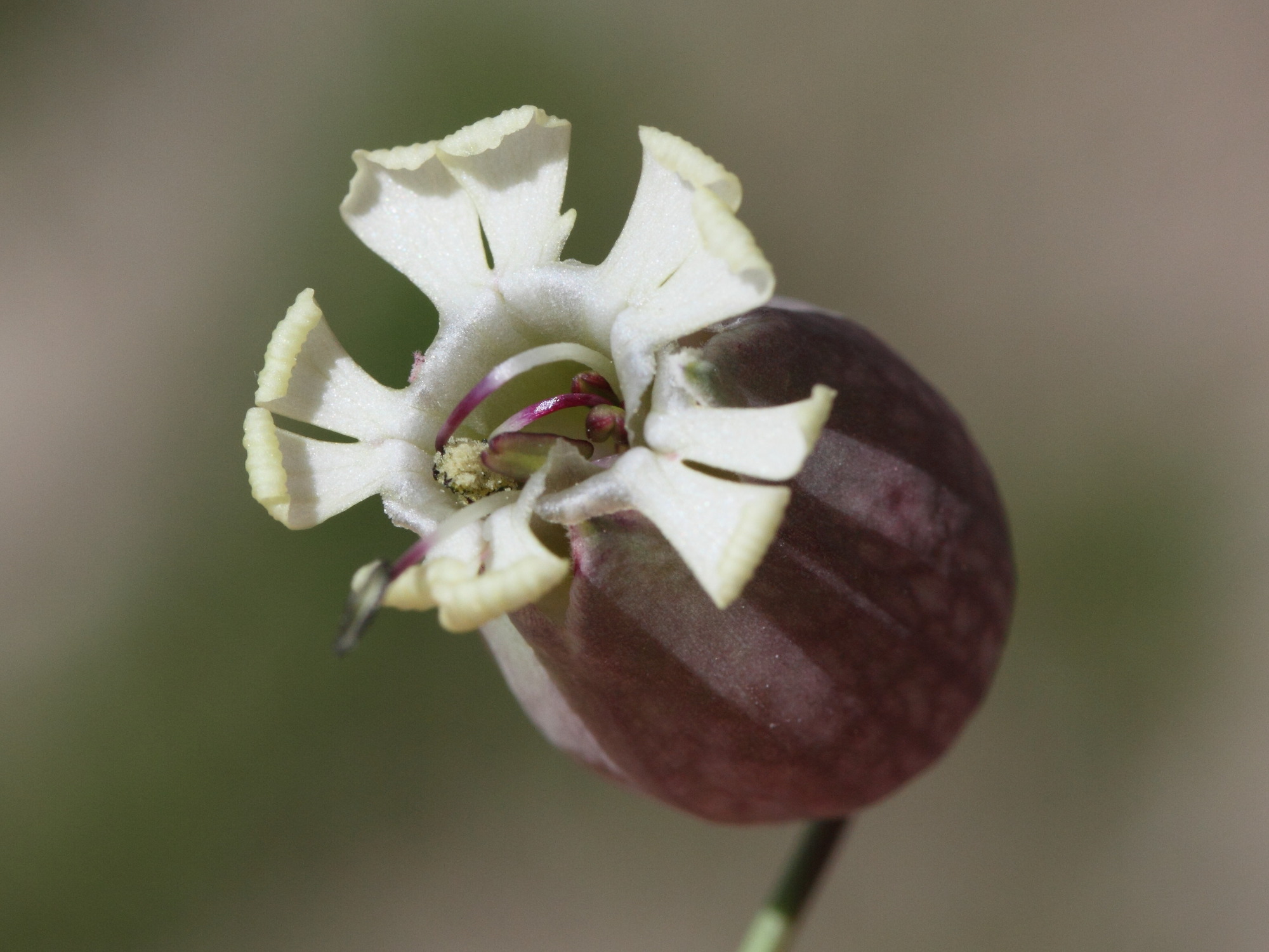 silene_vulgaris_prostrata3md