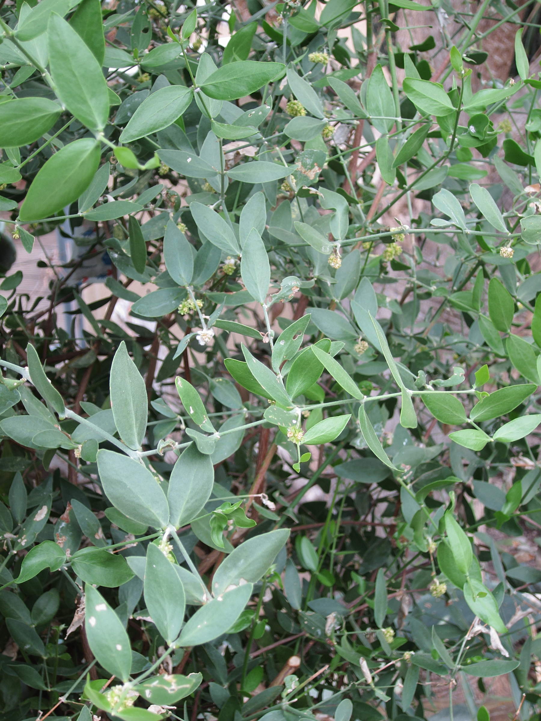 simmondsia_chinensis1bd