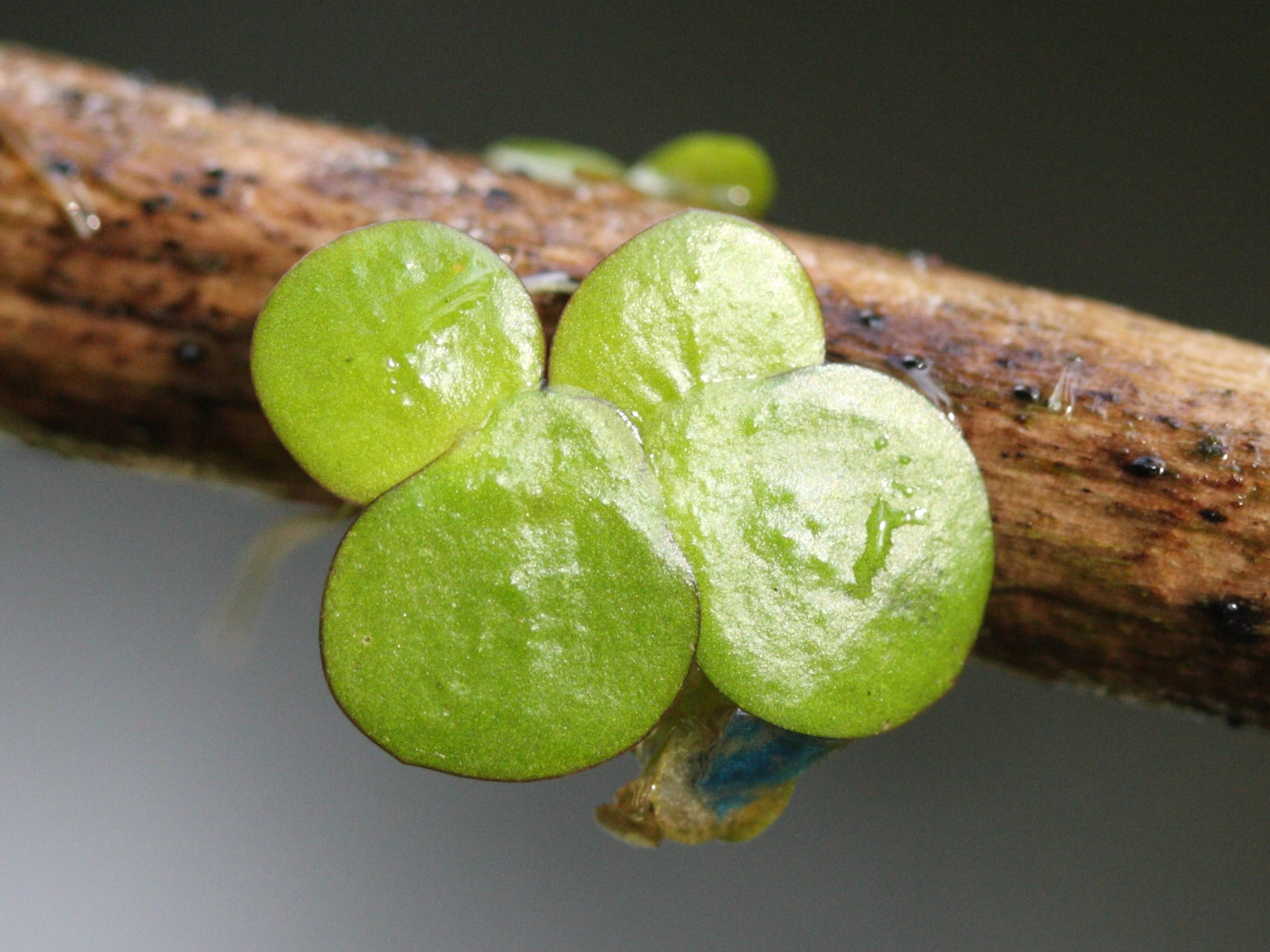 Afficher le média spirodela_polyrhiza4md spirodela_polyrhiza4md