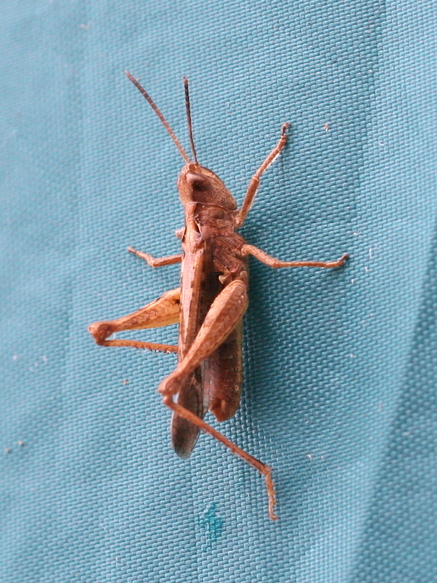 stenobothrus_lineatus2md