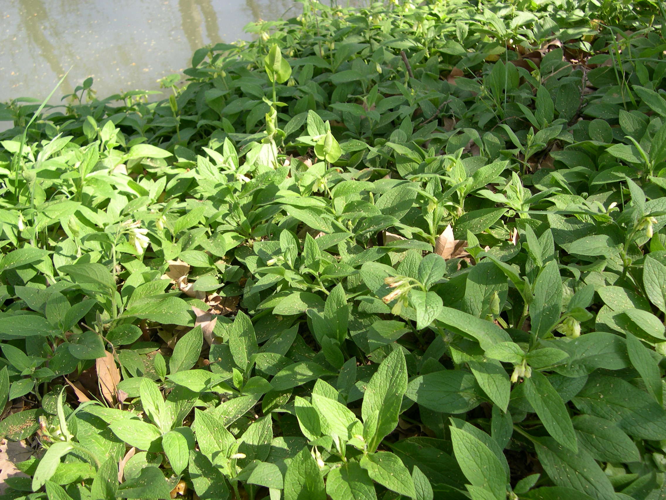 symphytum_tuberosum1md