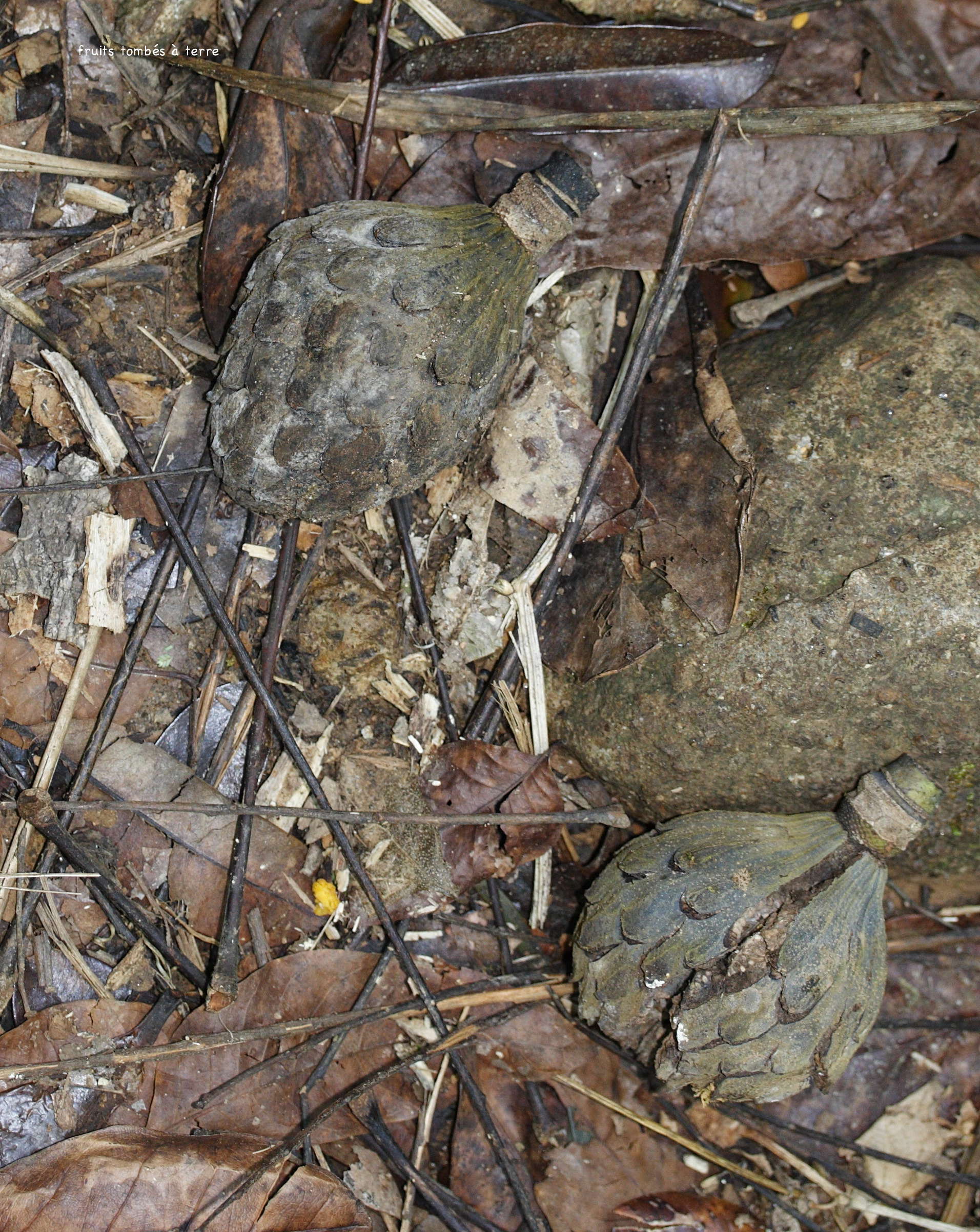 Afficher le média talauma_dodecapetala5md talauma_dodecapetala5md