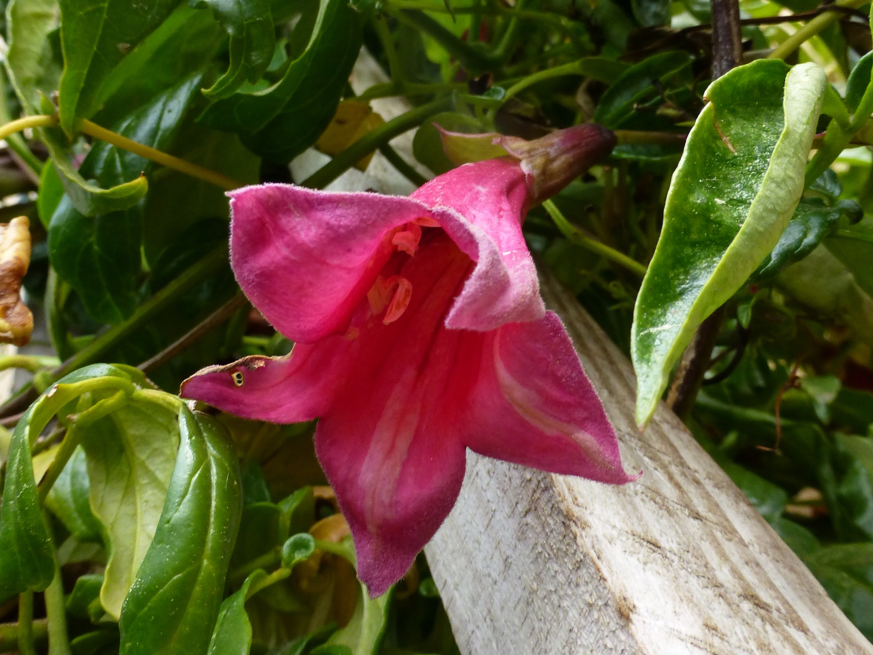 tecomanthe_hillii2gv