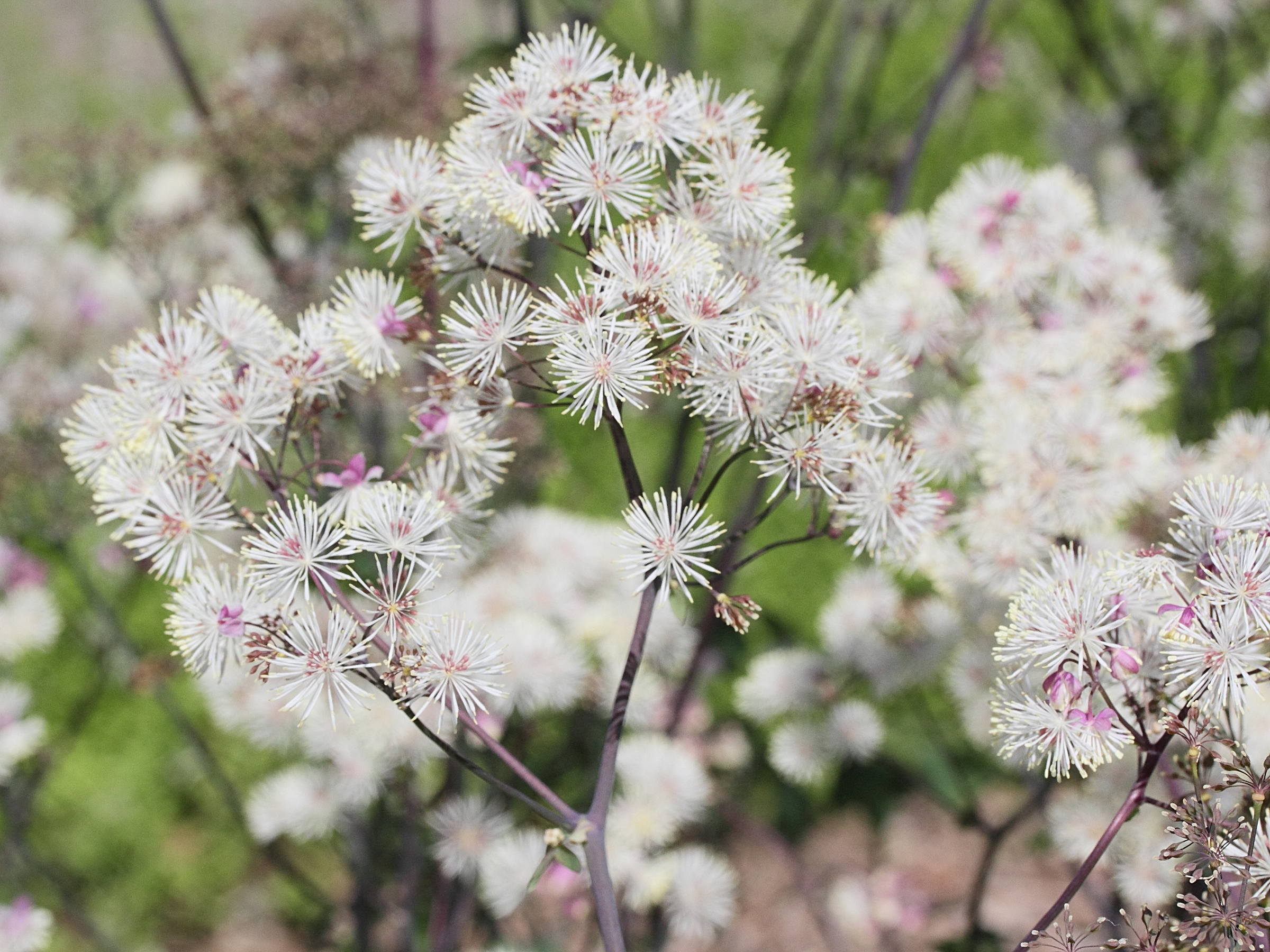 Afficher le média Thalictrum_aquilegiifolium Thalictrum_aquilegiifolium
