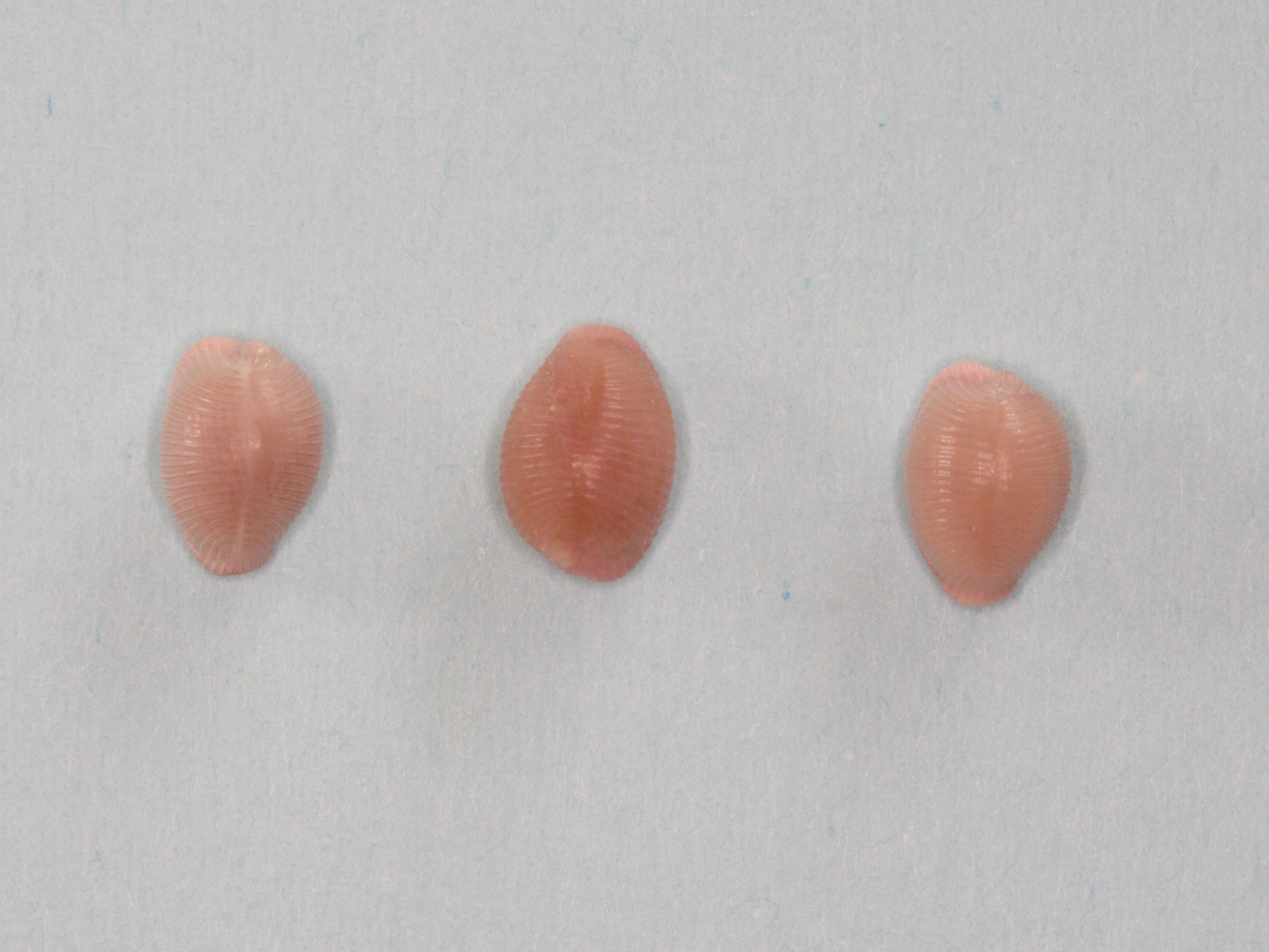 Afficher le média trivia_mediterranea1md trivia_mediterranea1md