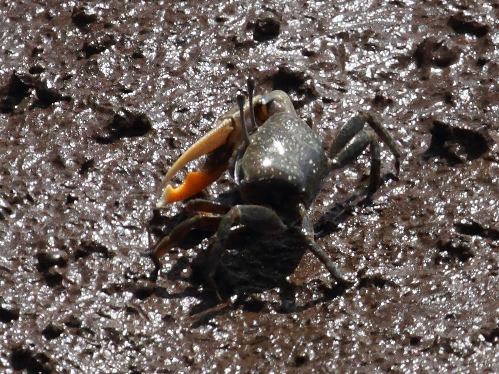 Afficher le média uca_annulipes4bd uca_annulipes4bd