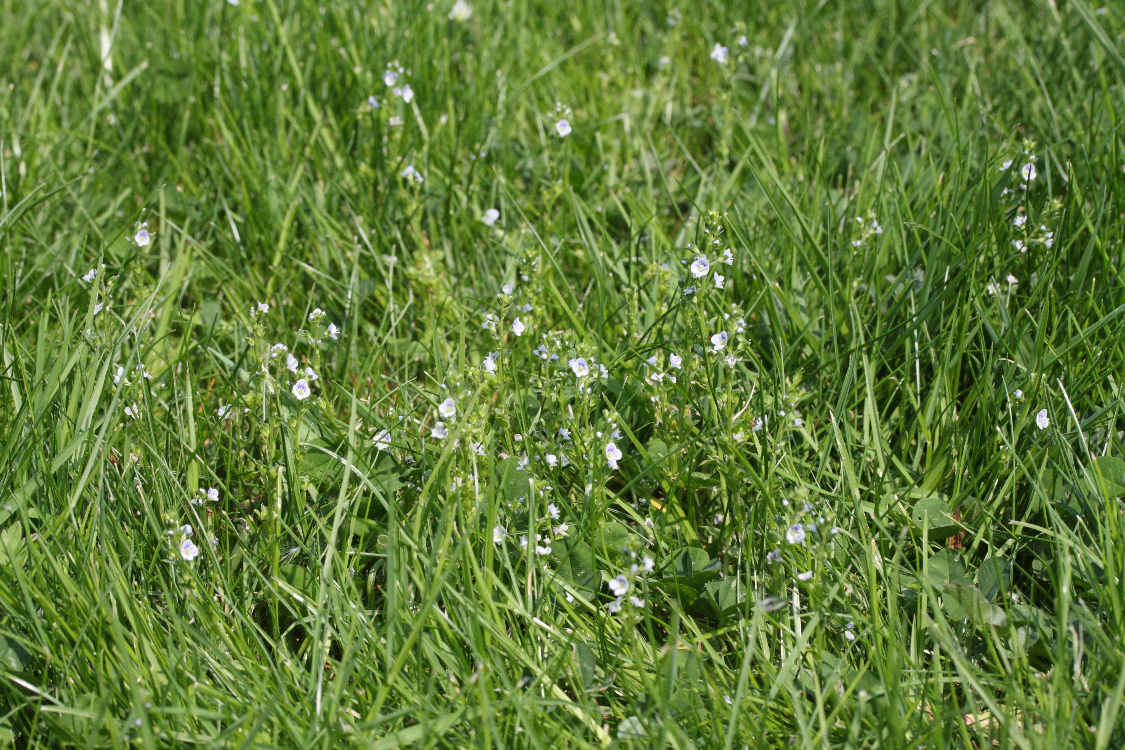 veronica_serpyllifolia1bmd