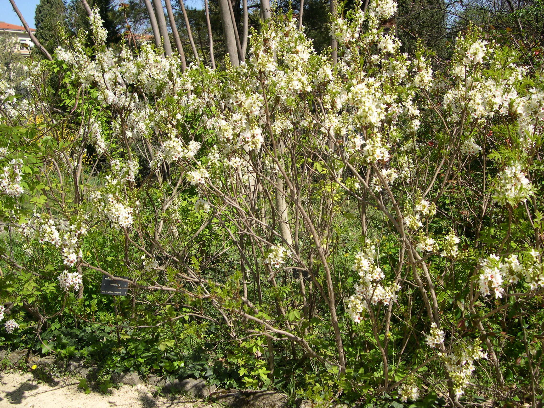 xanthoceras_sorbifolia2md