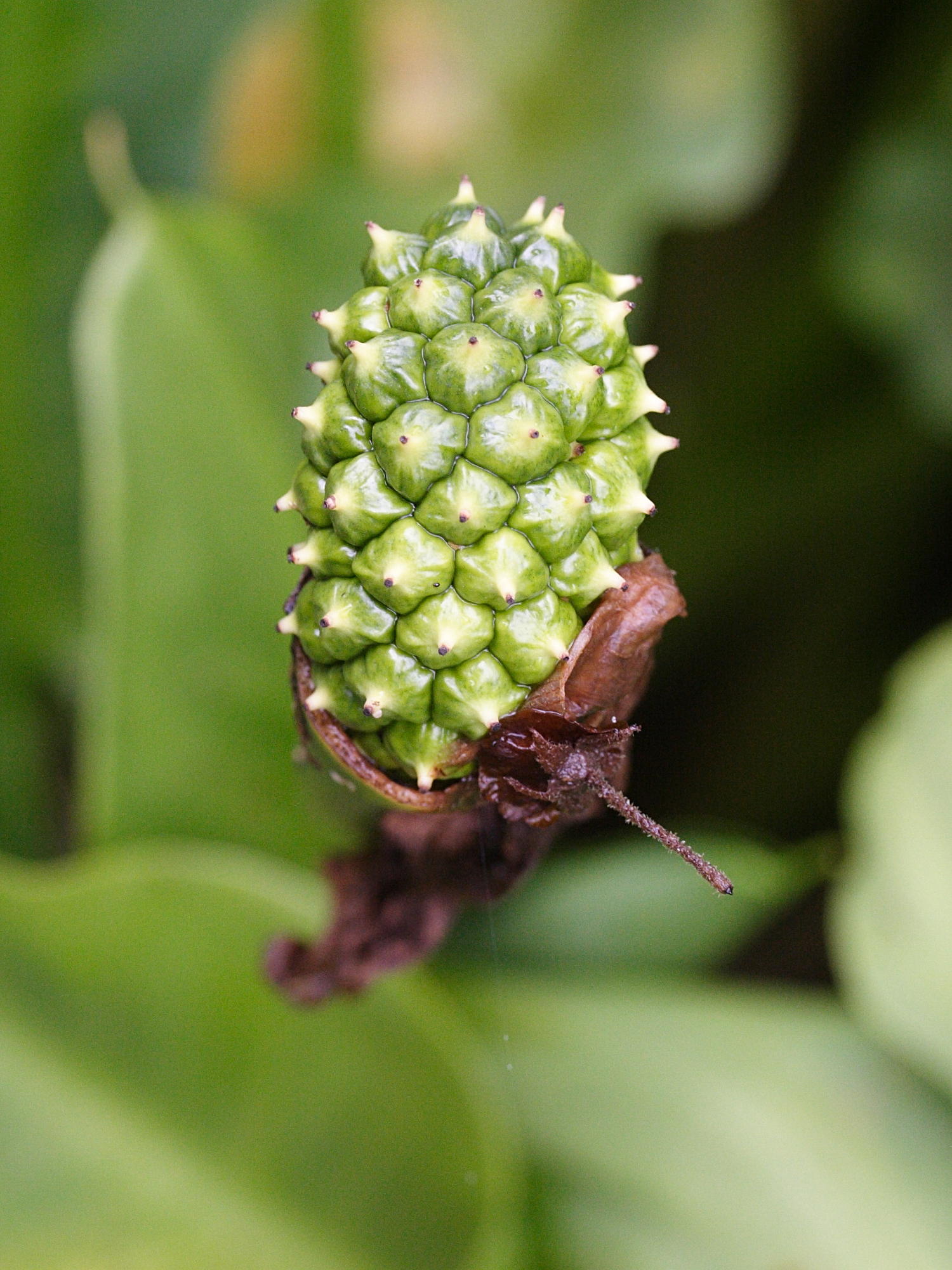 zantedeschia_aethiopica6md