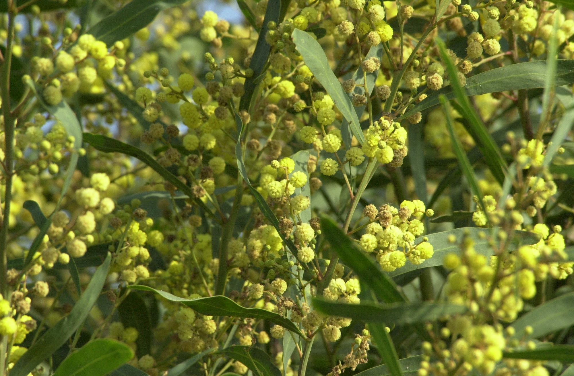 acacia_retinoides4bd