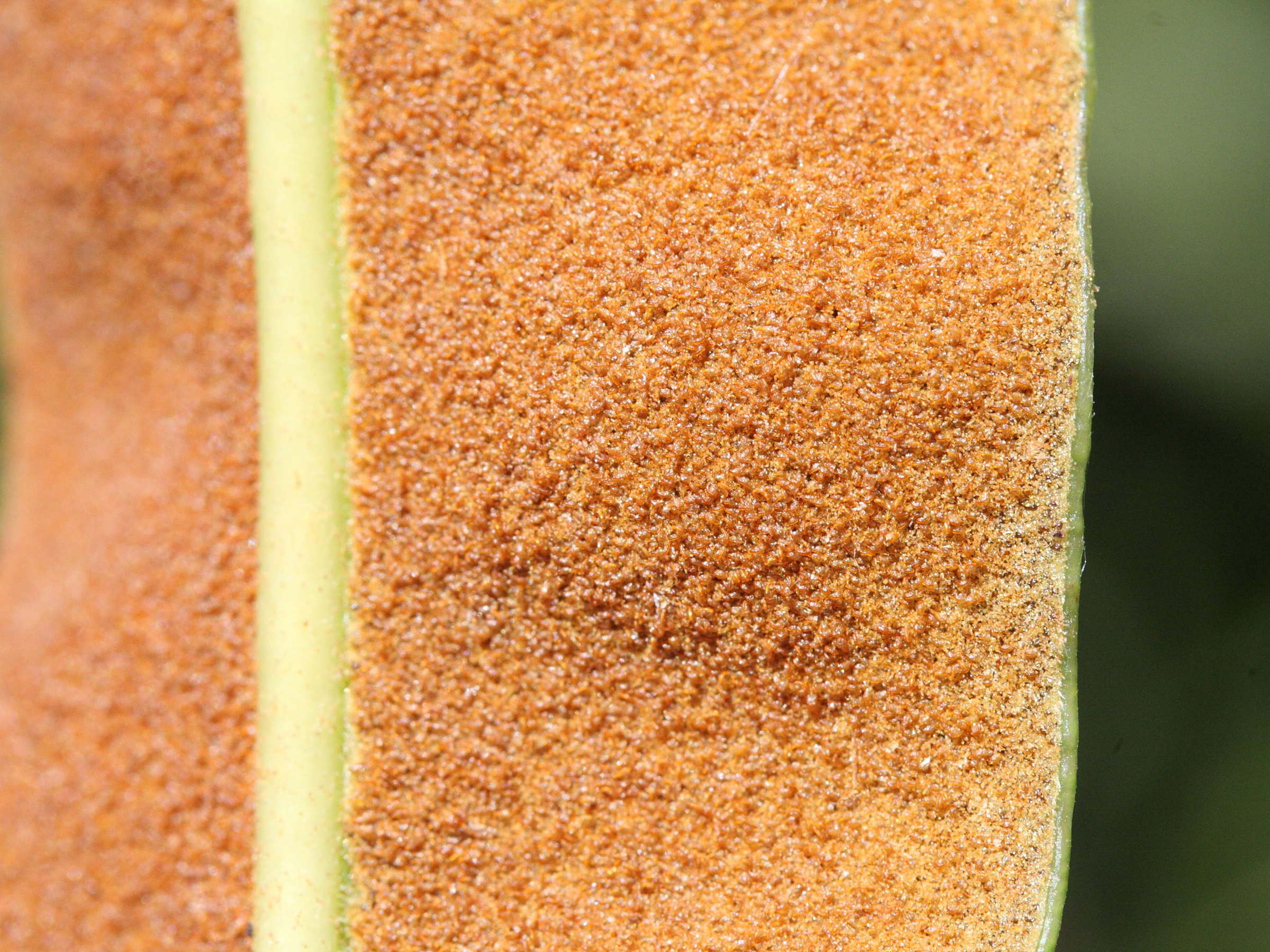 acrostichum_danaeifolium4md