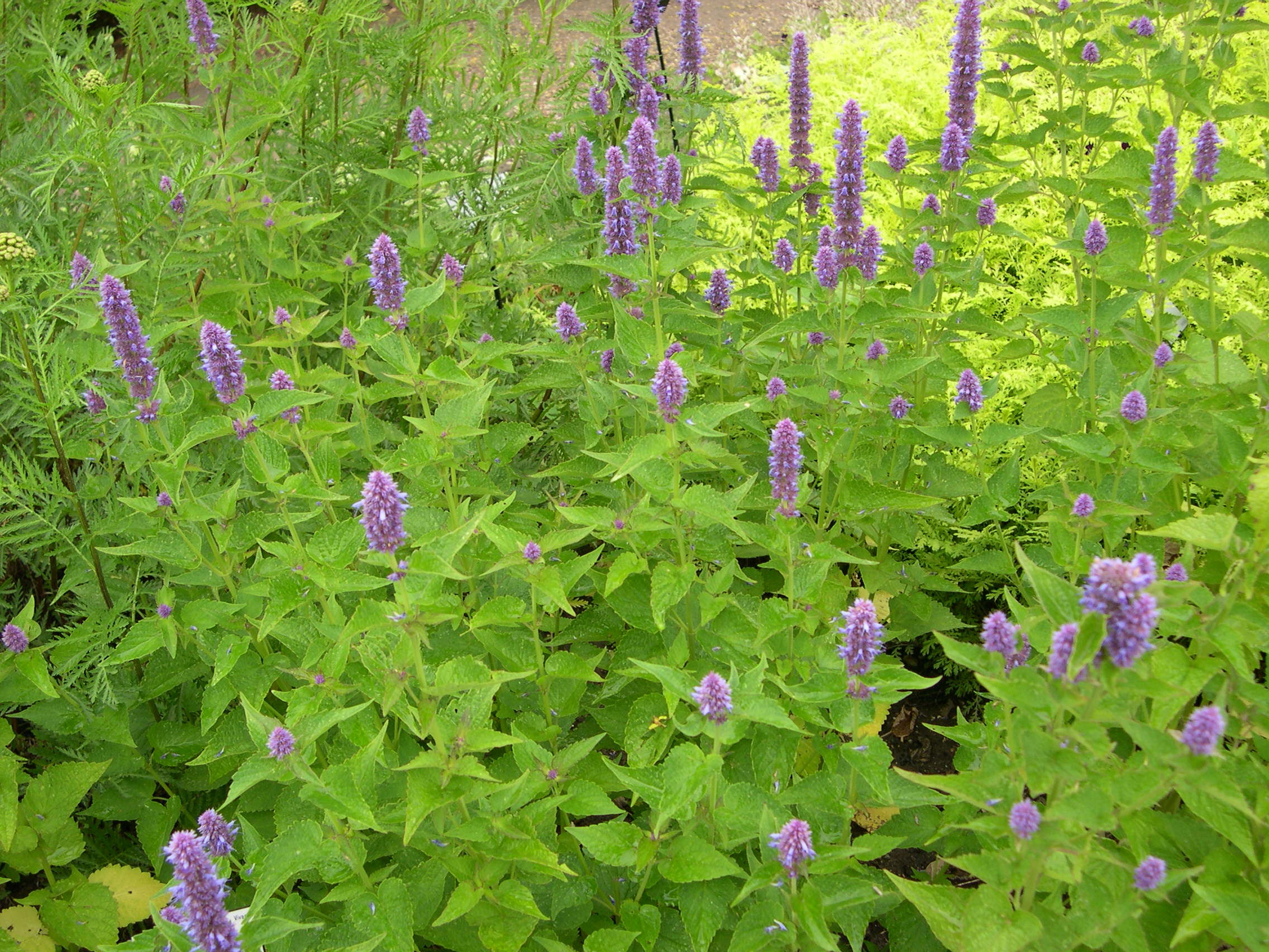 agastache_urticifolia1md
