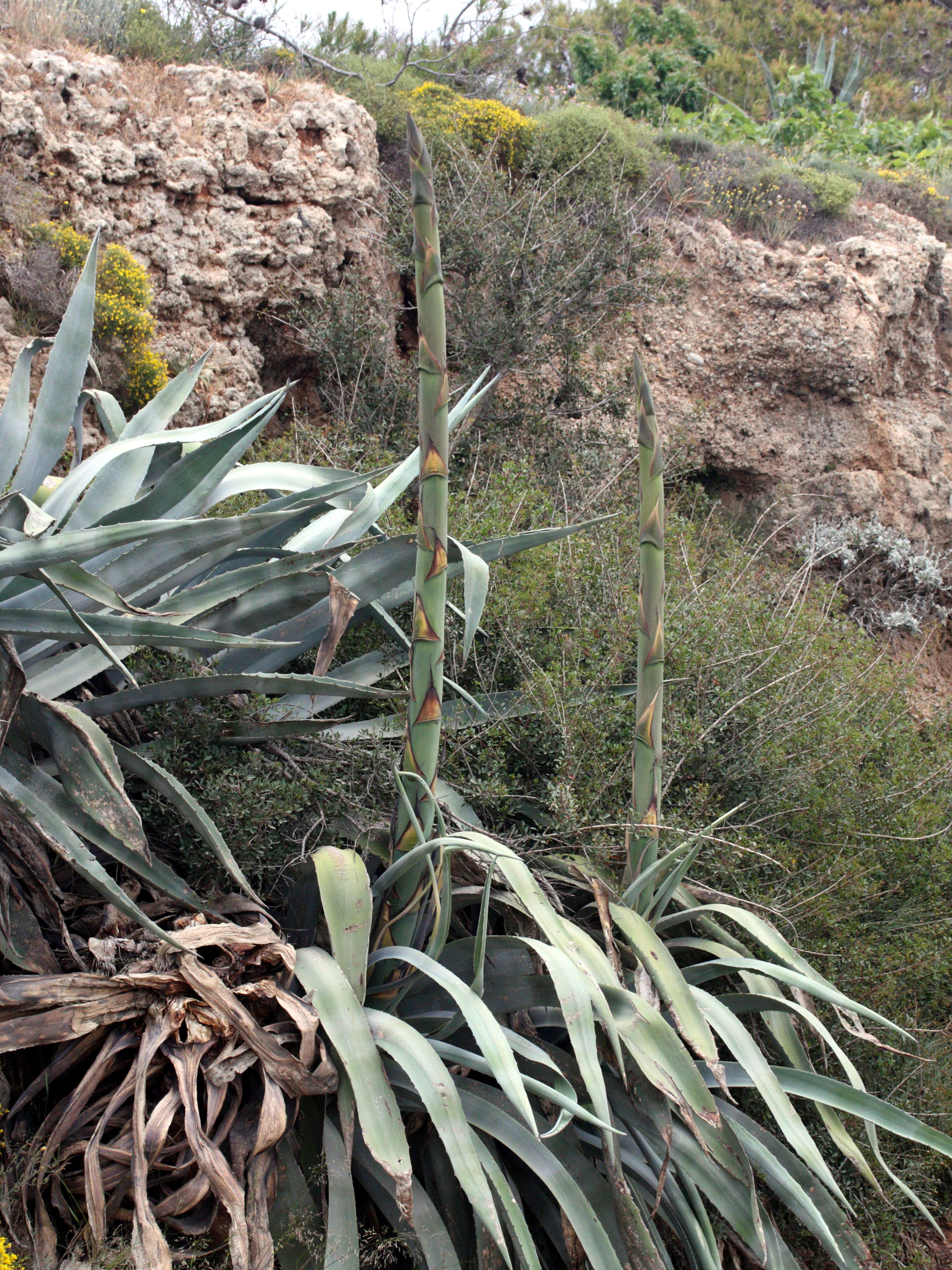 agave_americana5md