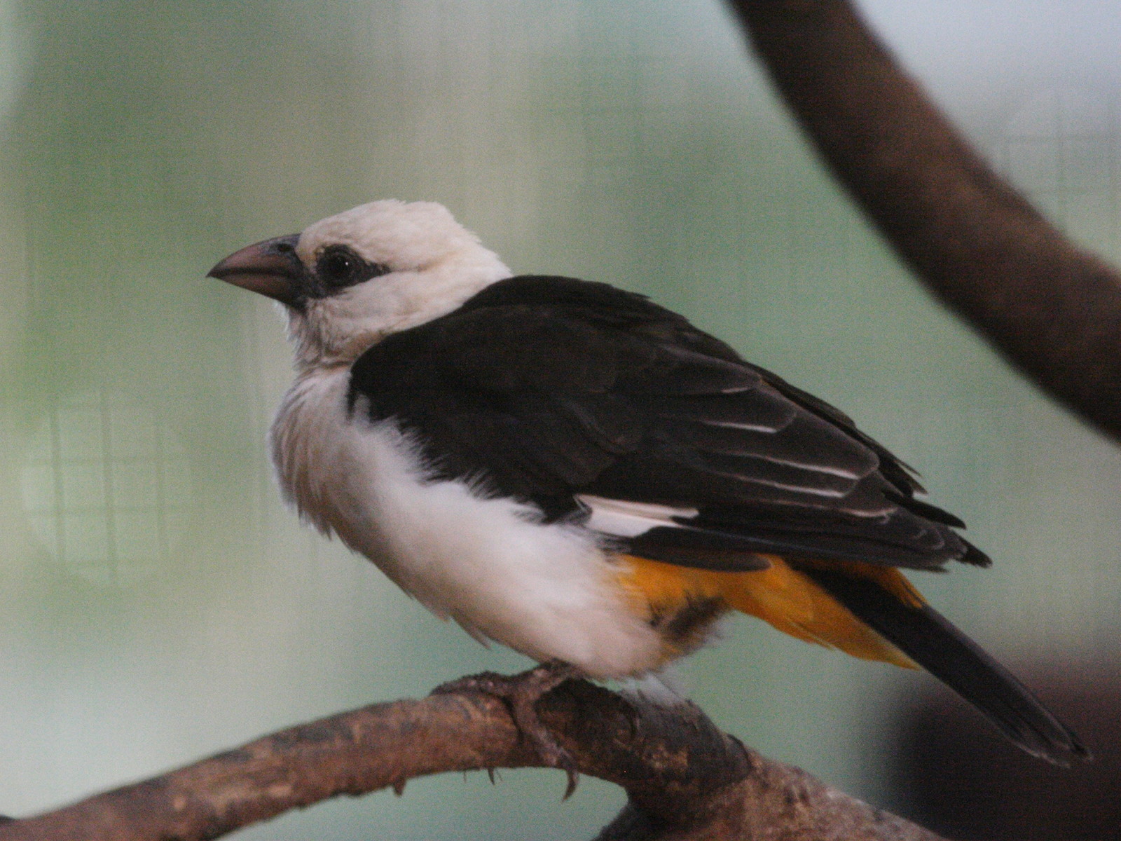 alecto_a_tete_blanche_-_dinemellia_dinemelli1md