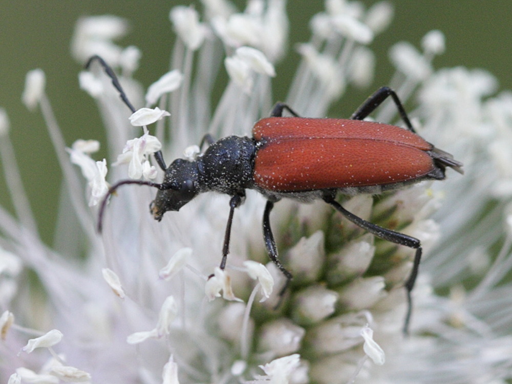 anastrangalia_sanguinolenta5bd