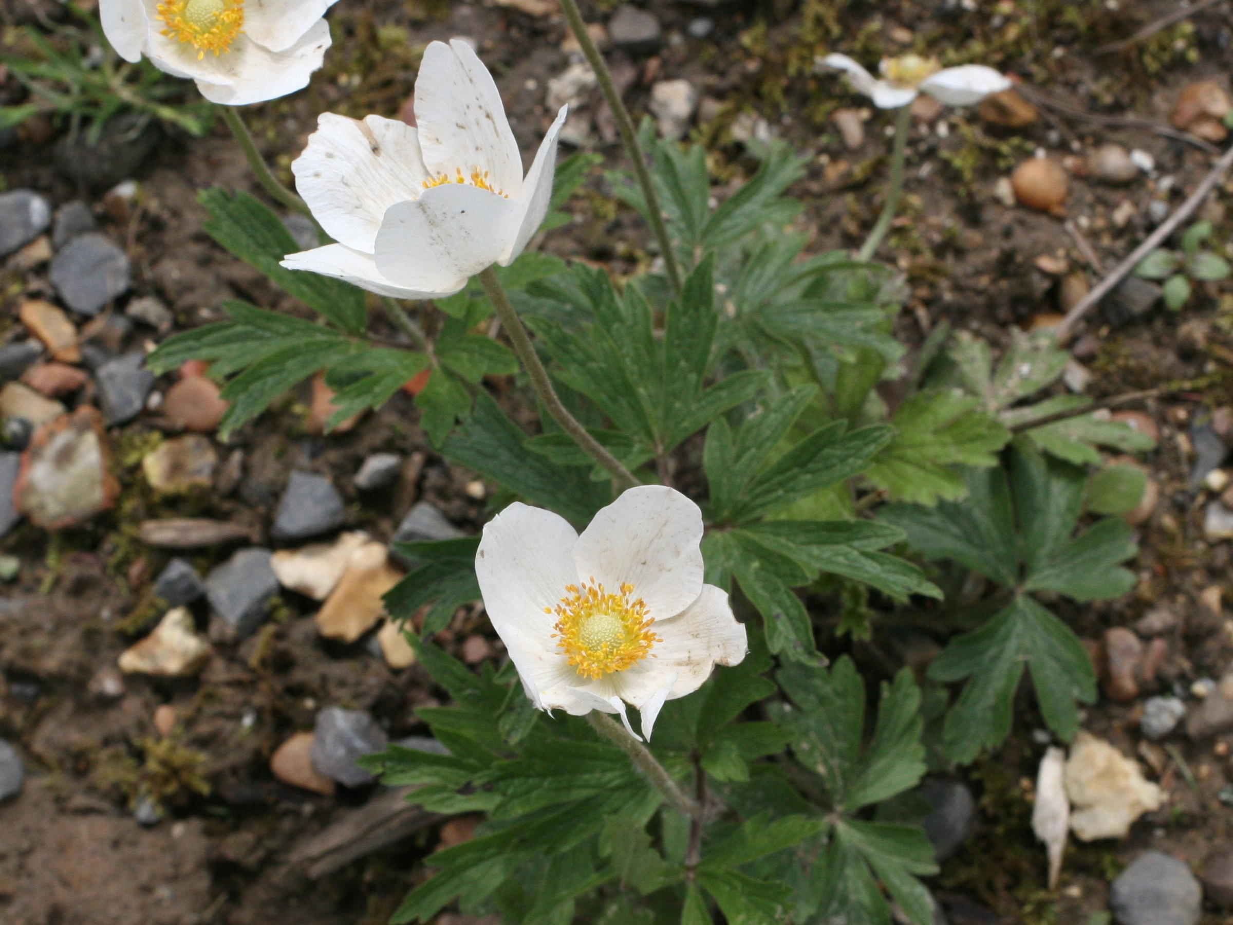 anemone_sylvestris2md