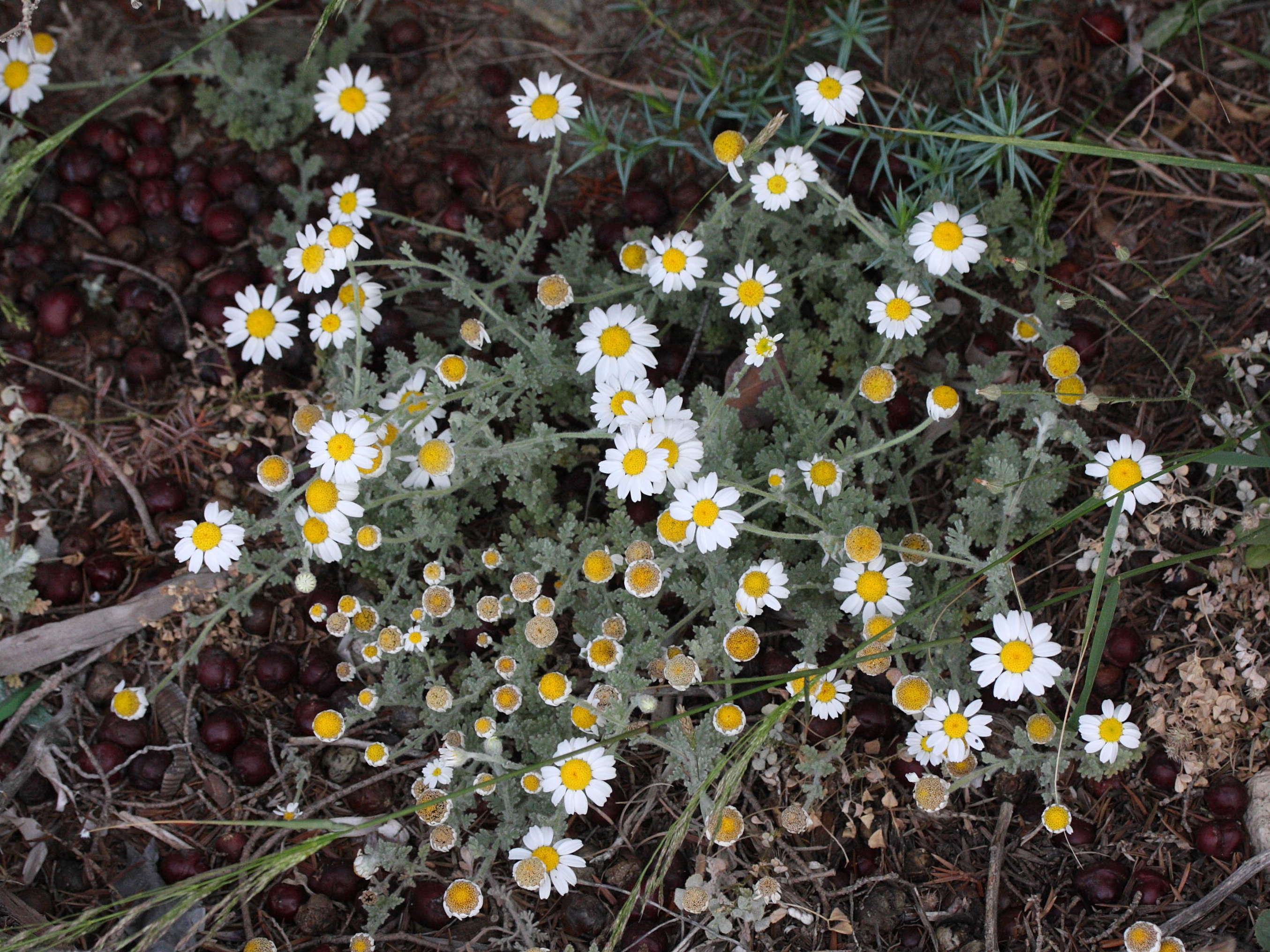 Afficher le média anthemis_tomentosa1md anthemis_tomentosa1md