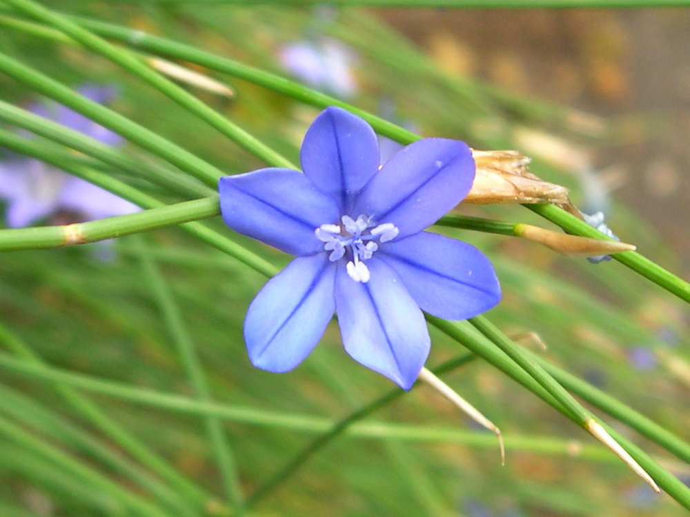 aphyllanthes_monspeliensis3md