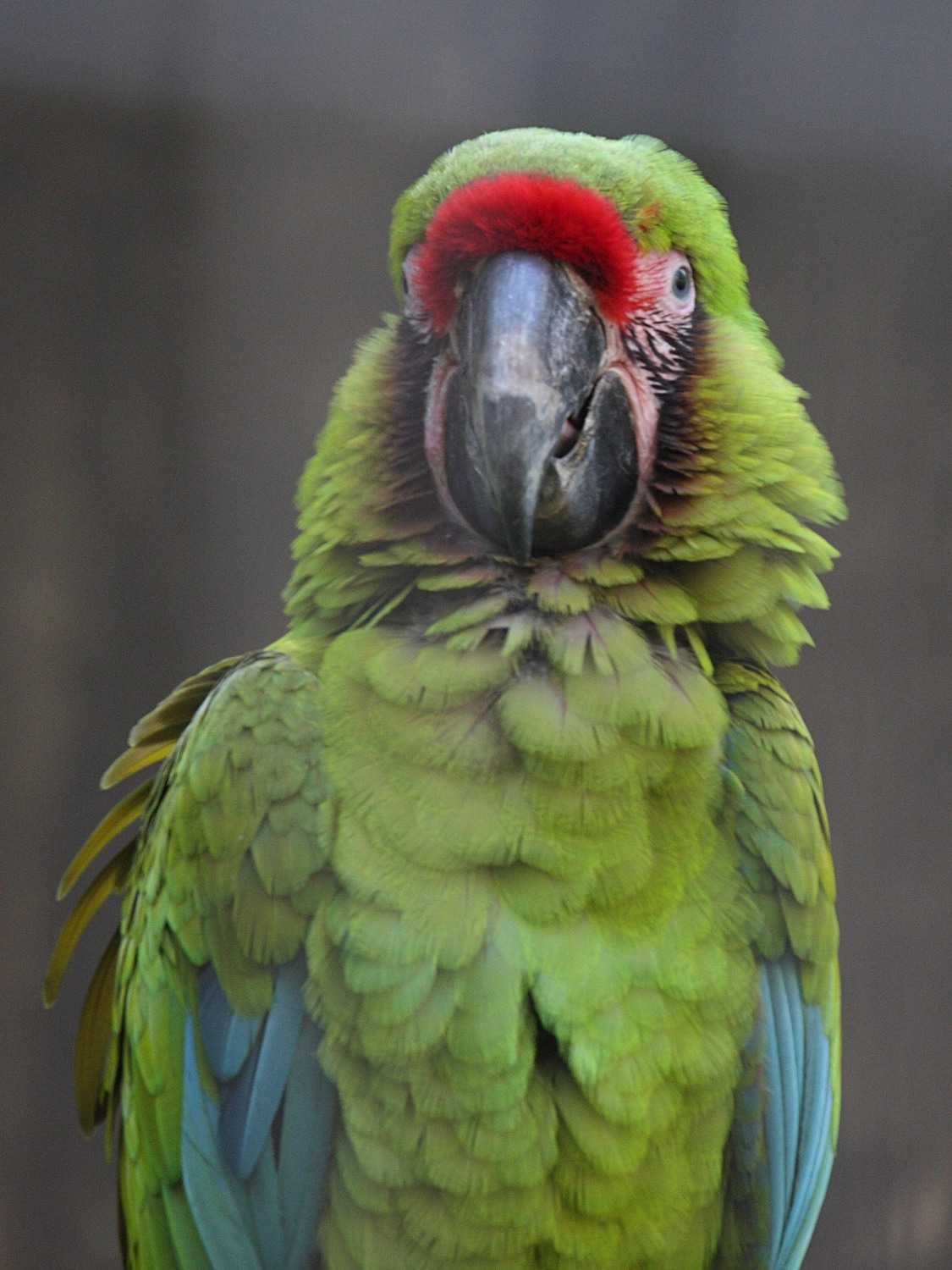 ara_de_buffon_-_ara_ambiguus1md