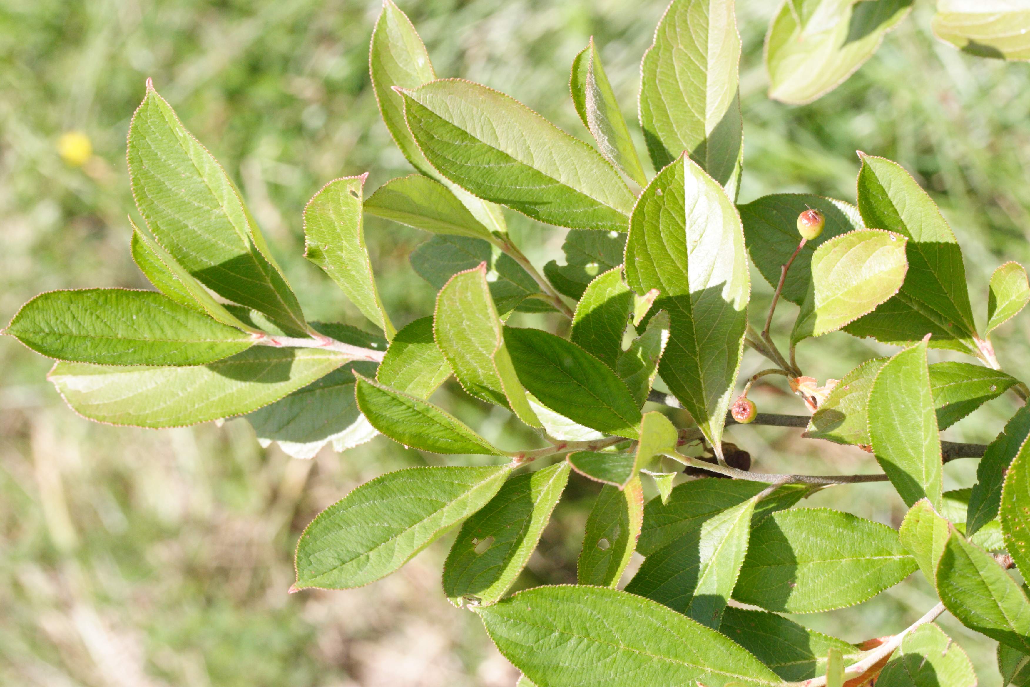 aronia_arbutifolia1md