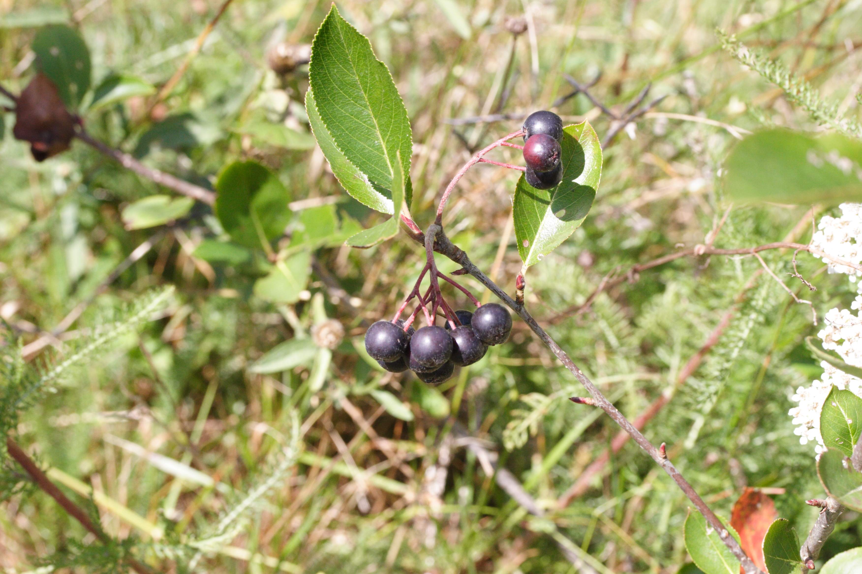 aronia_melanocarpa1md