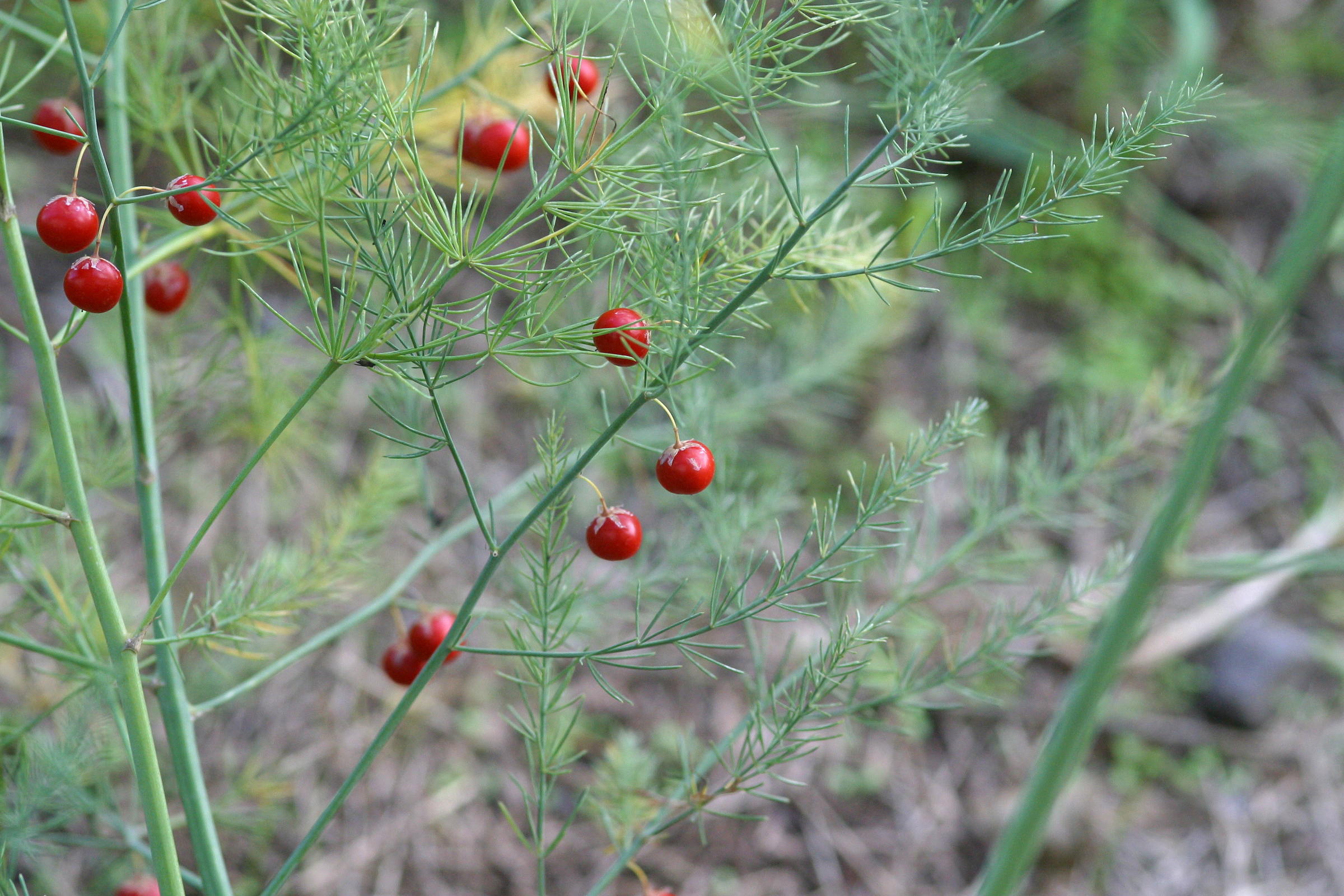 Asparagus_officinalis