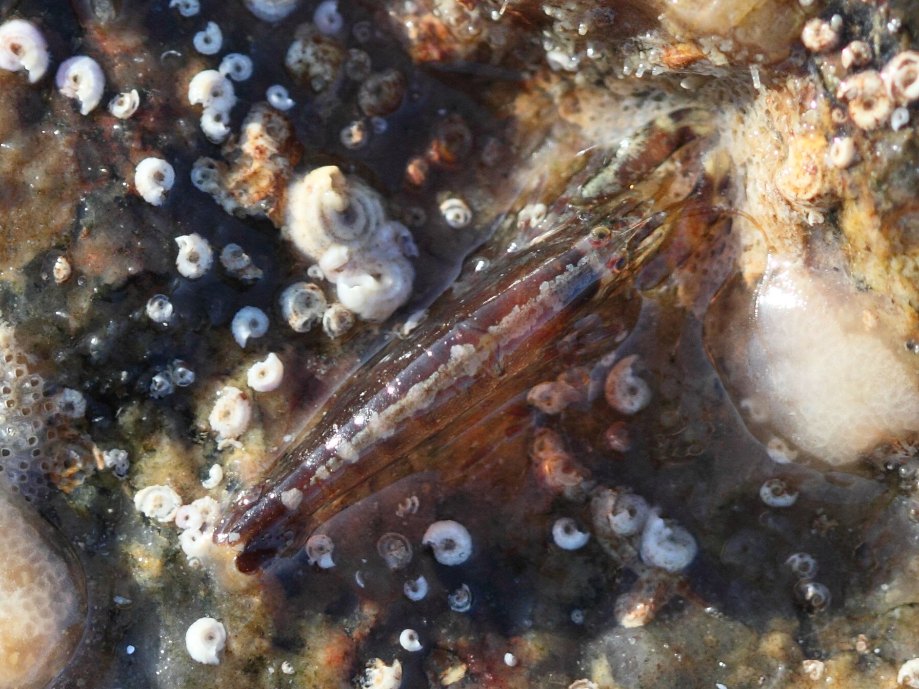 athanas_nitescens1bd