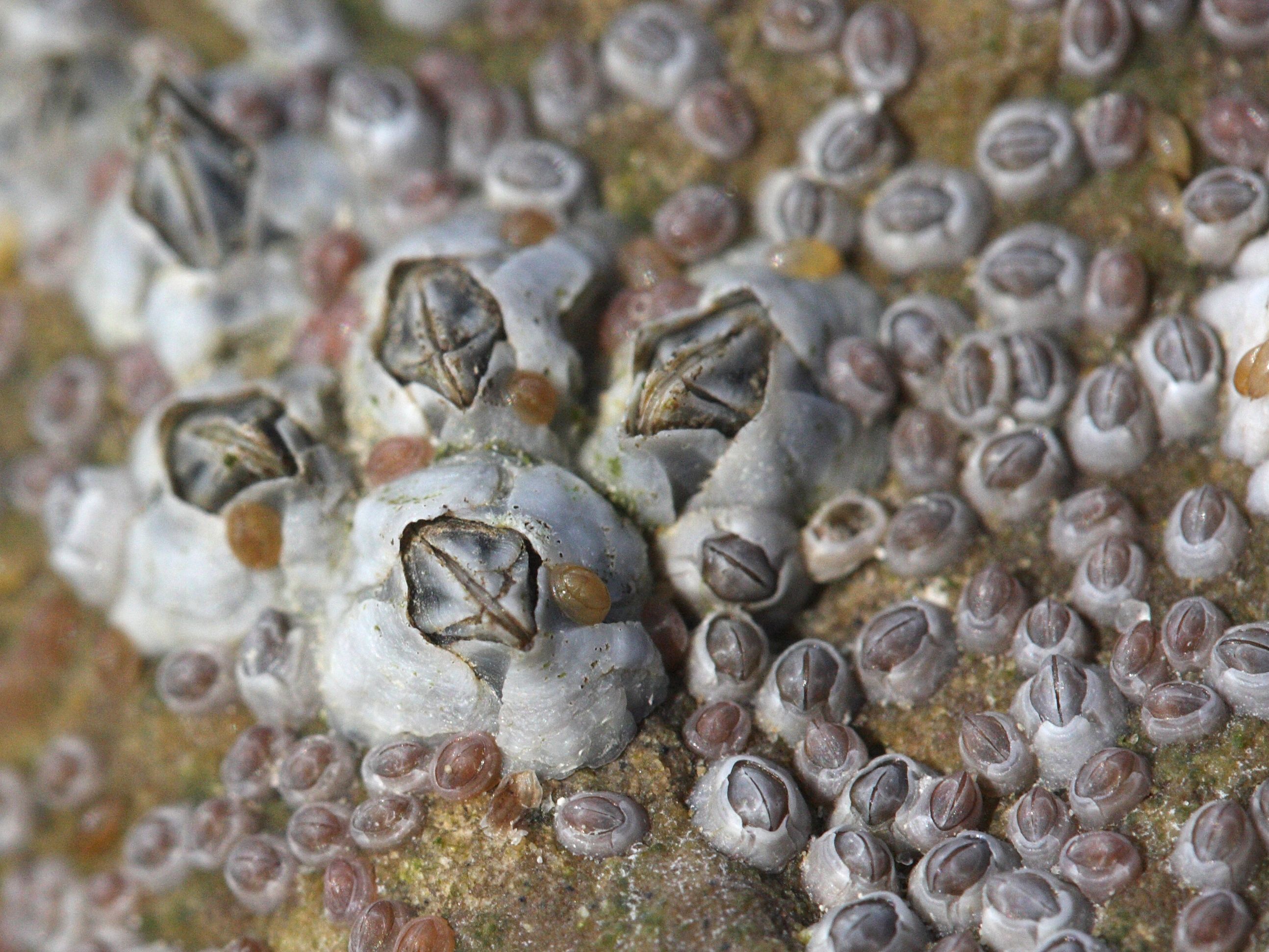 Austrominius_modestus