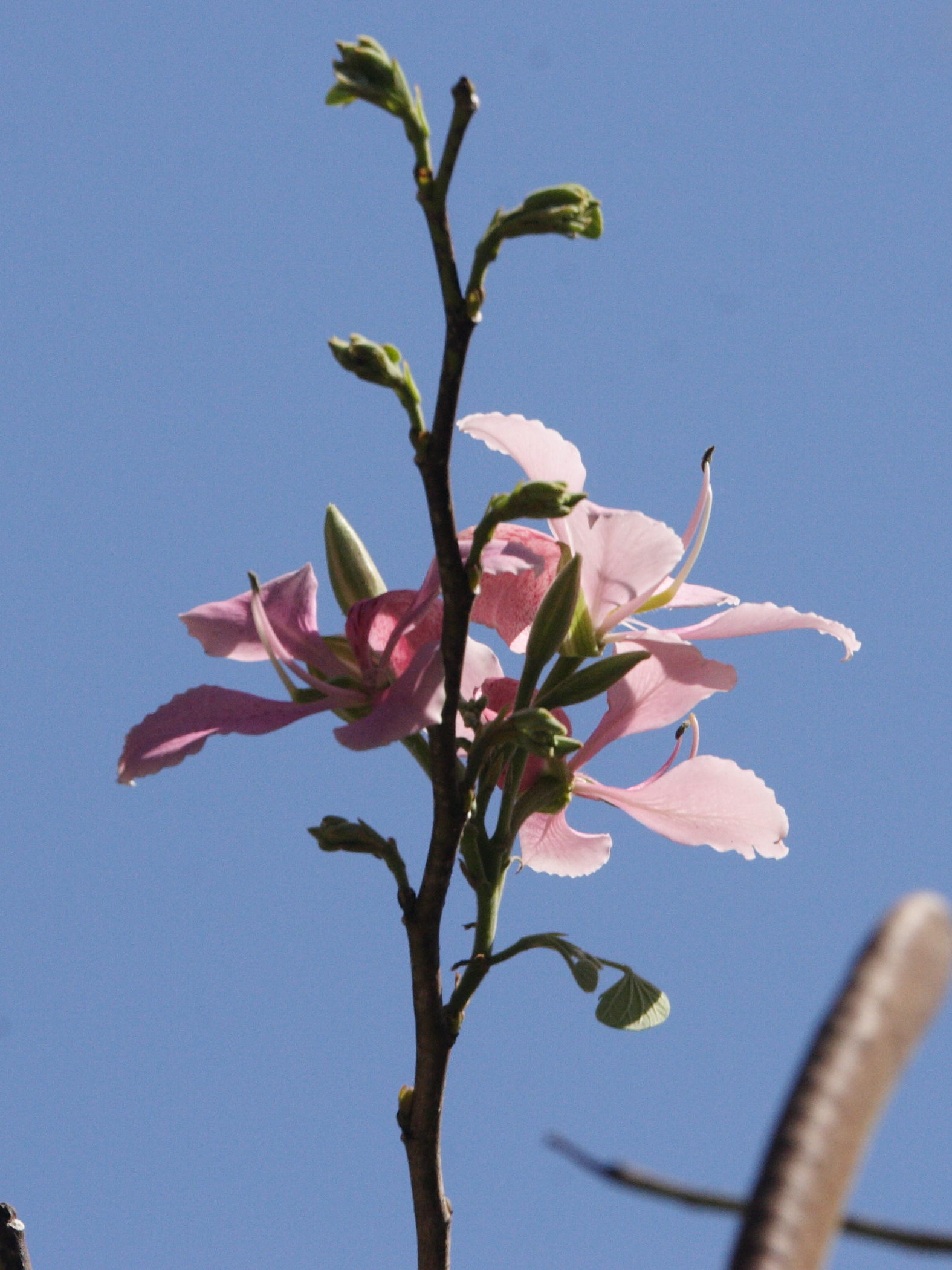bauhinia_monandra3md