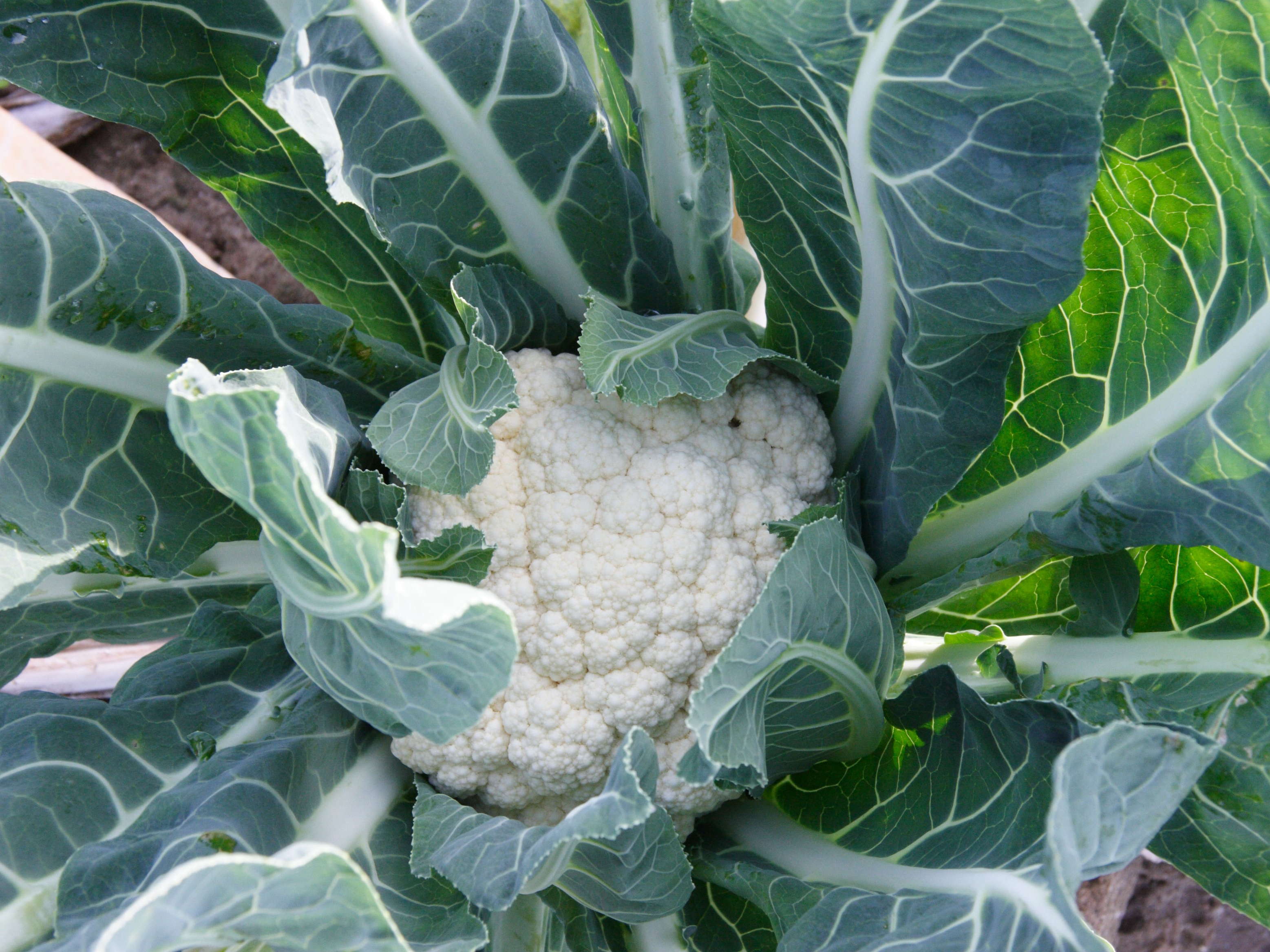 Afficher le média brassica_oleracea_botrytis3md brassica_oleracea_botrytis3md