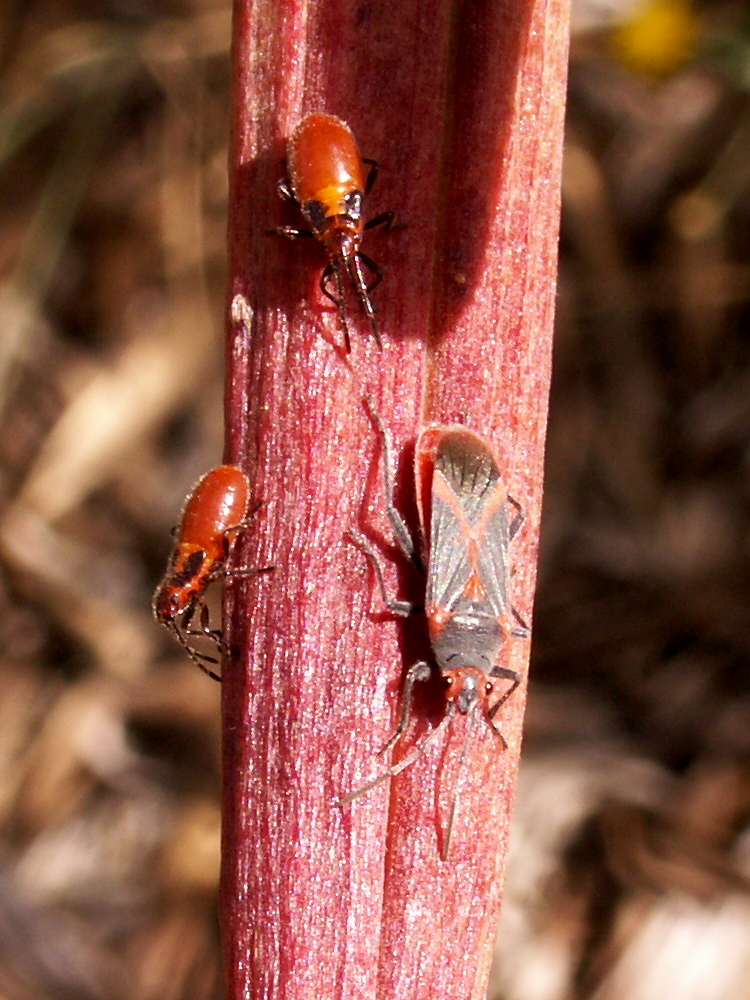 Afficher le média caenocoris_nerii1bd caenocoris_nerii1bd