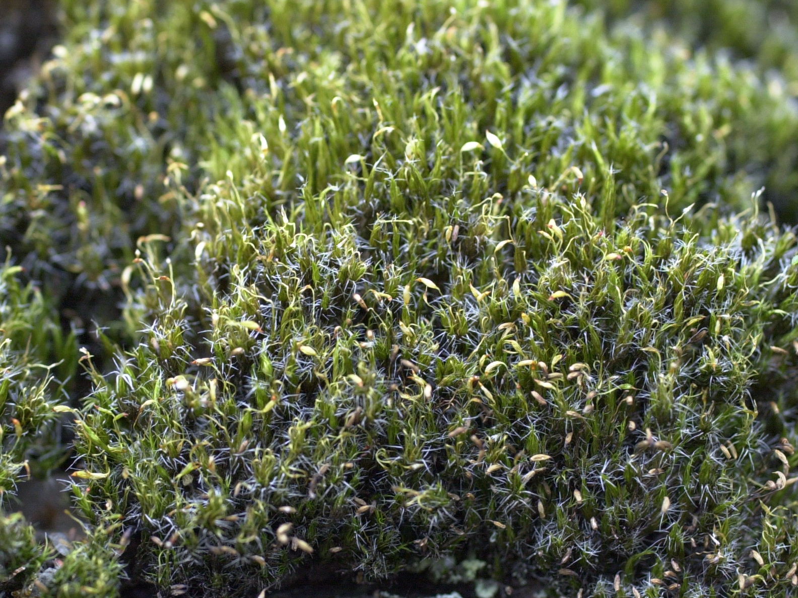 campylopus_introflexus3md