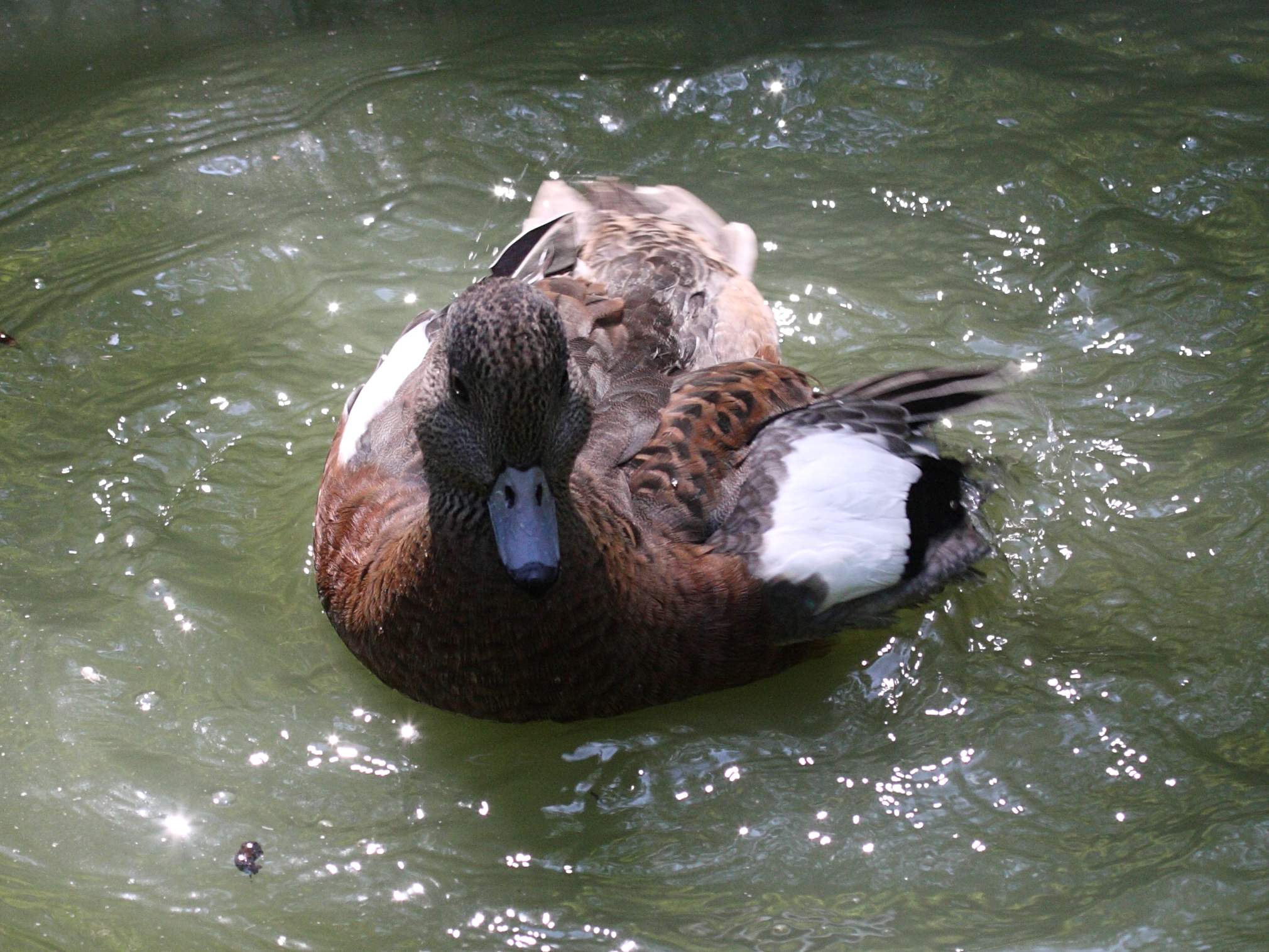 canard_jansen_-_anas_americana3bd