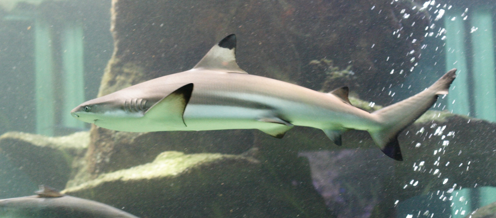 Afficher le média carcharhinus_melanopterus2md carcharhinus_melanopterus2md