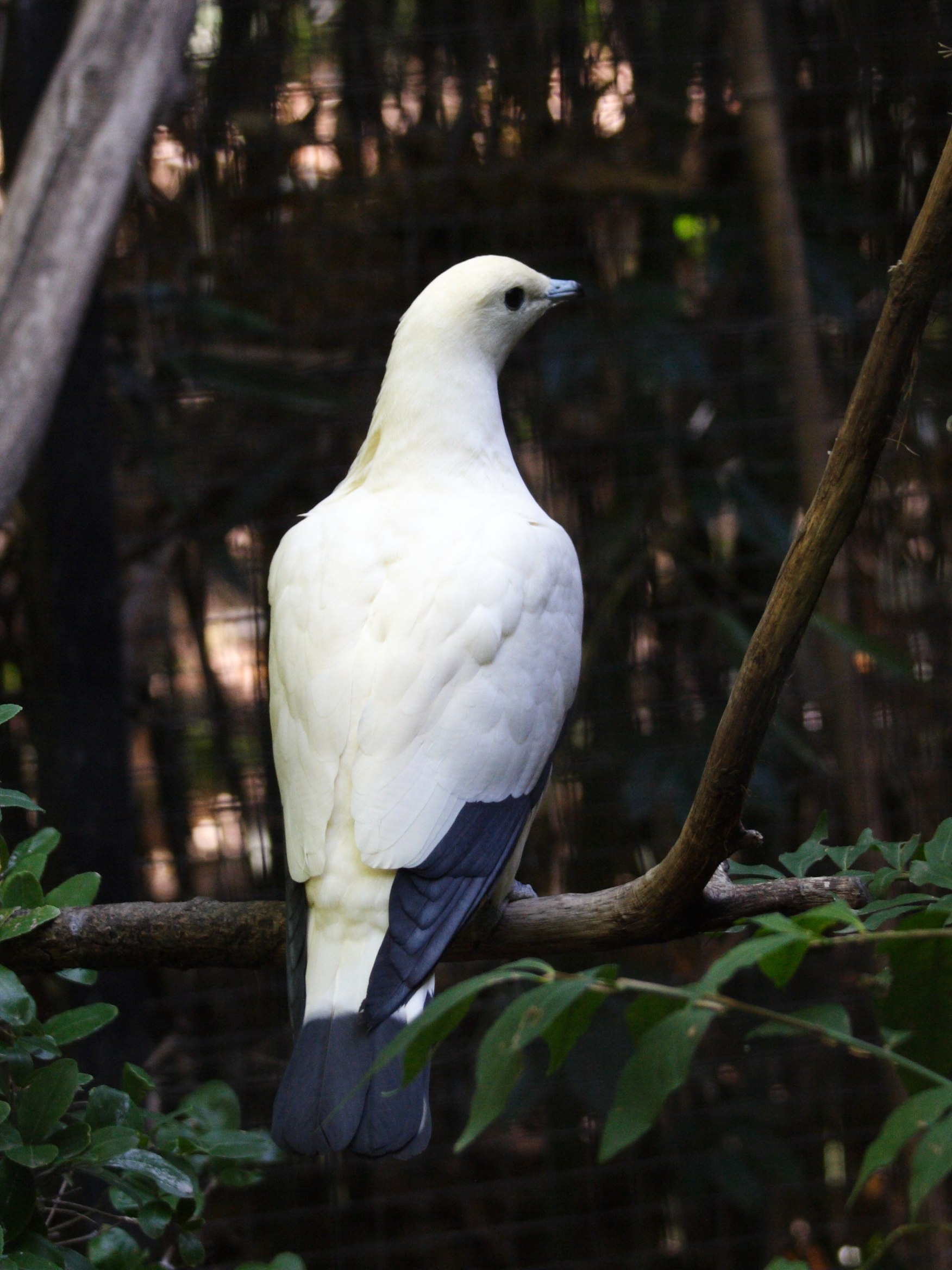 carpophage_blanc_-_ducula_bicolor2bd