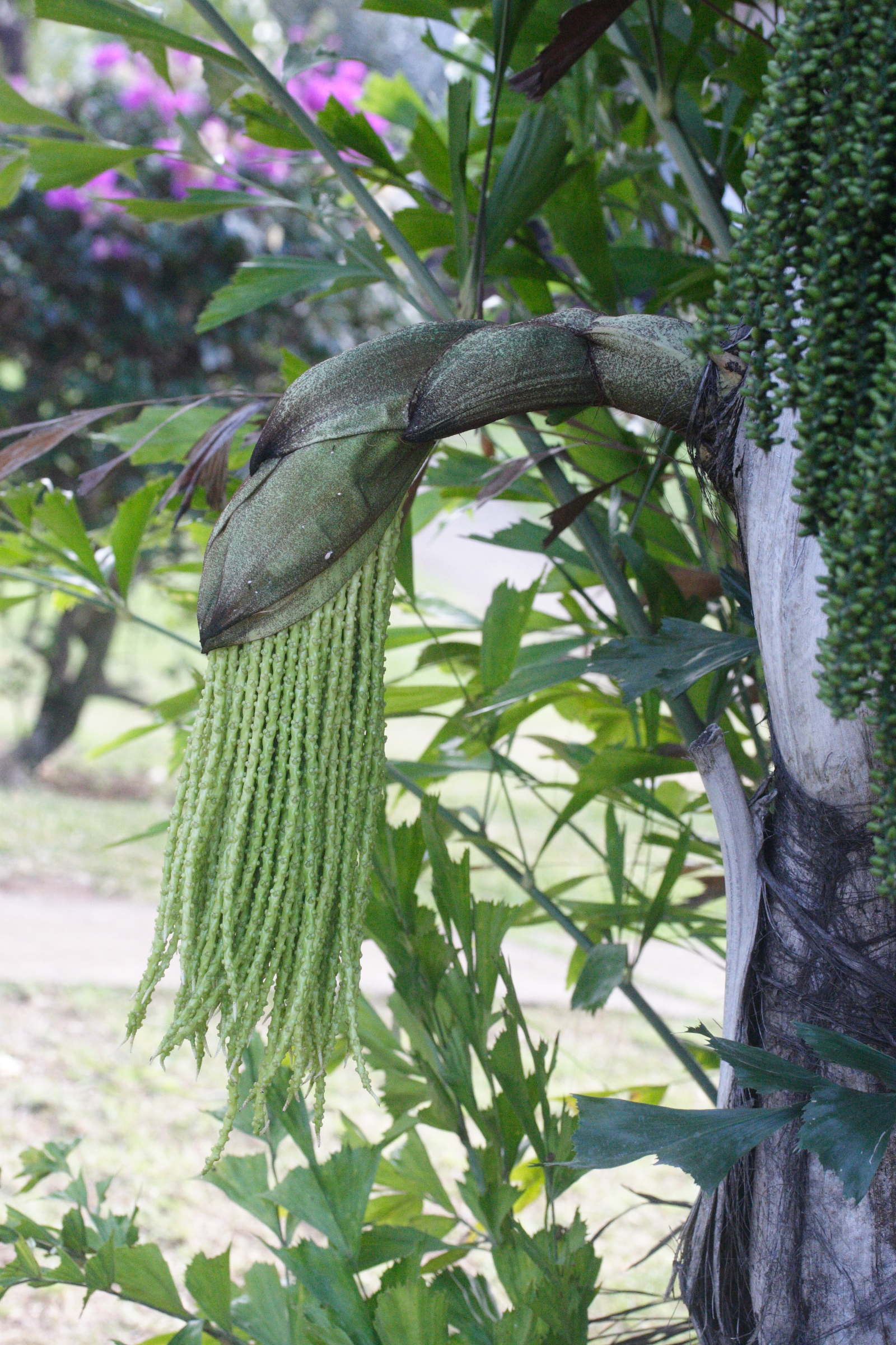 caryota_mitis6md