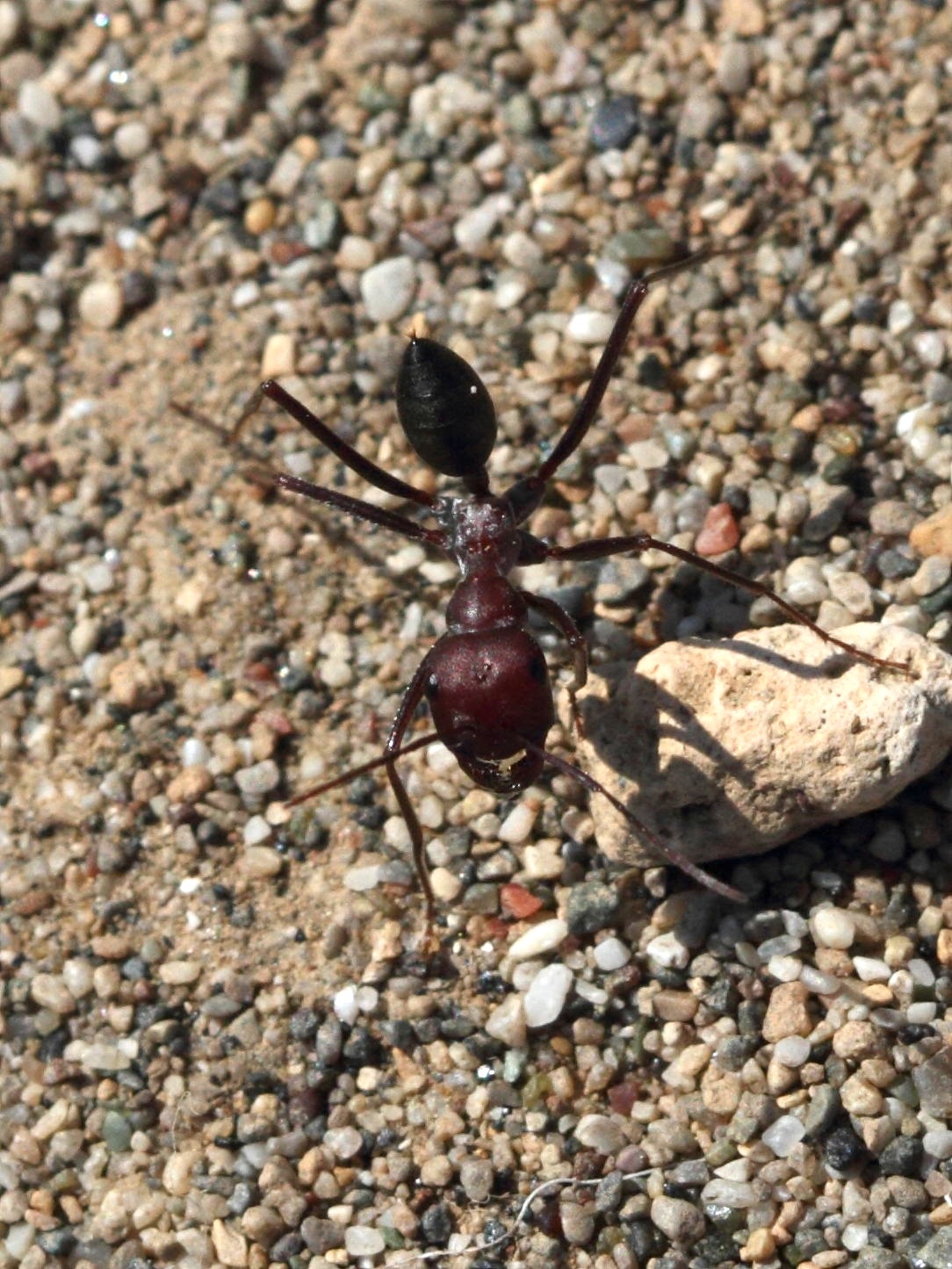 cataglyphis_albicans2bd