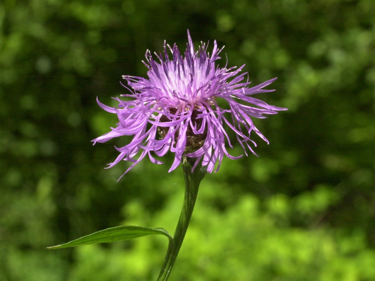 Afficher le média centaurea_jacea_grandiflora5md centaurea_jacea_grandiflora5md