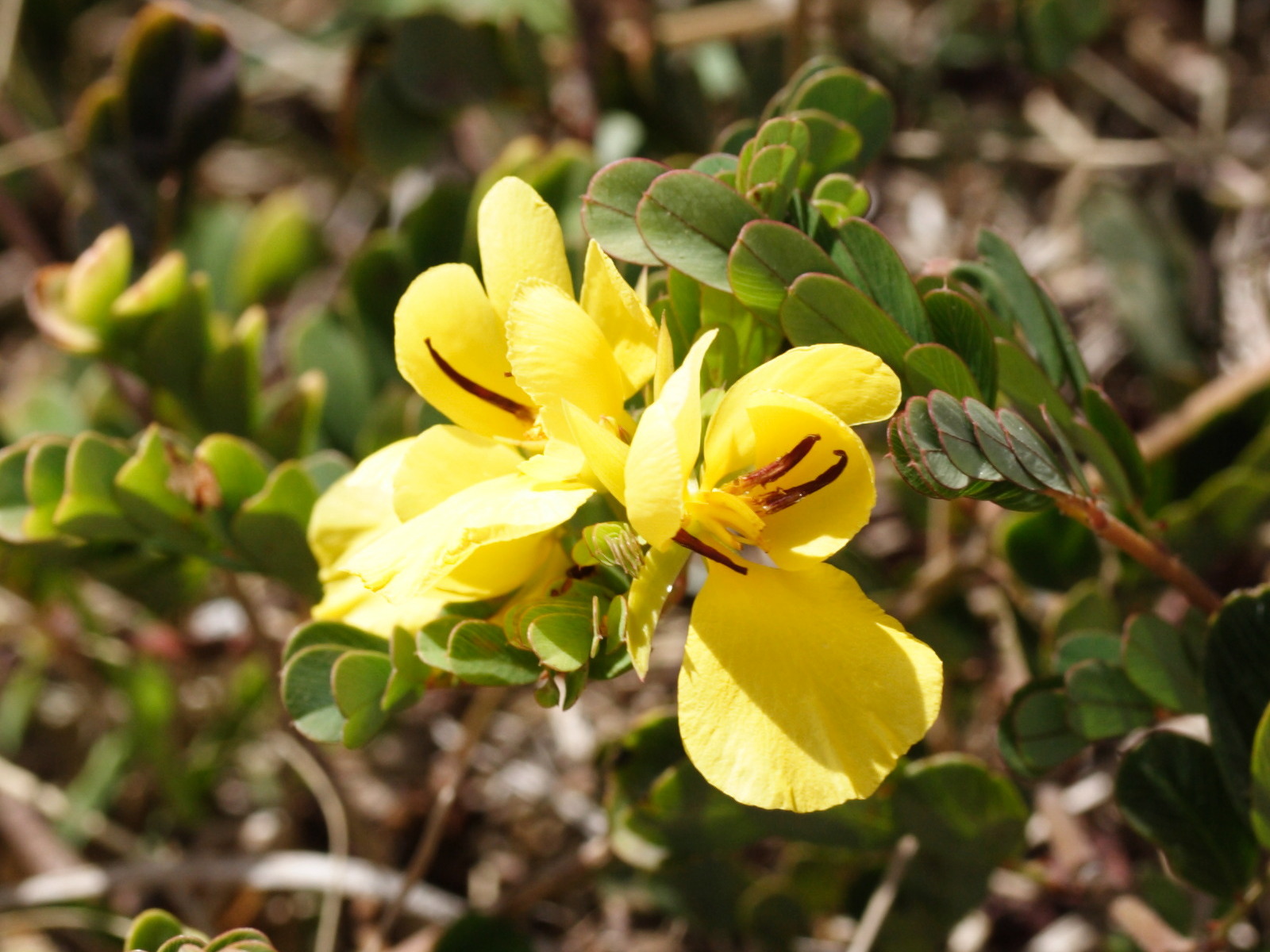 chamaecrista_glandulosa_swartzii2md