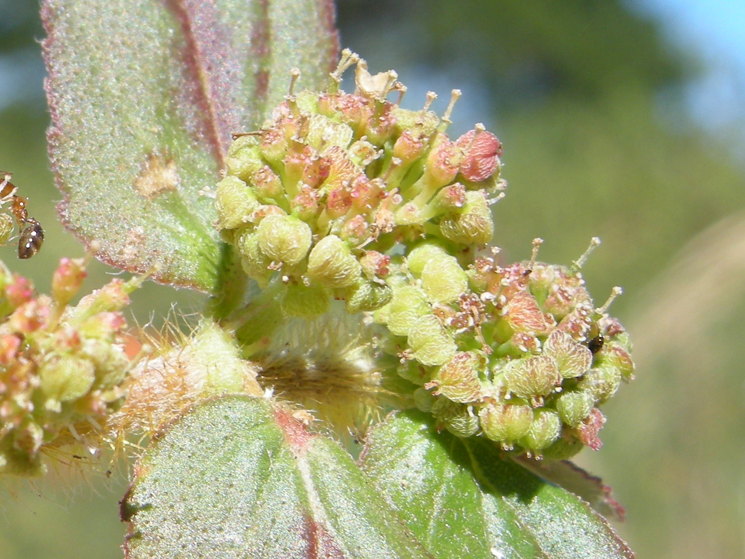 Afficher le média chamaesyce_hirta4md chamaesyce_hirta4md