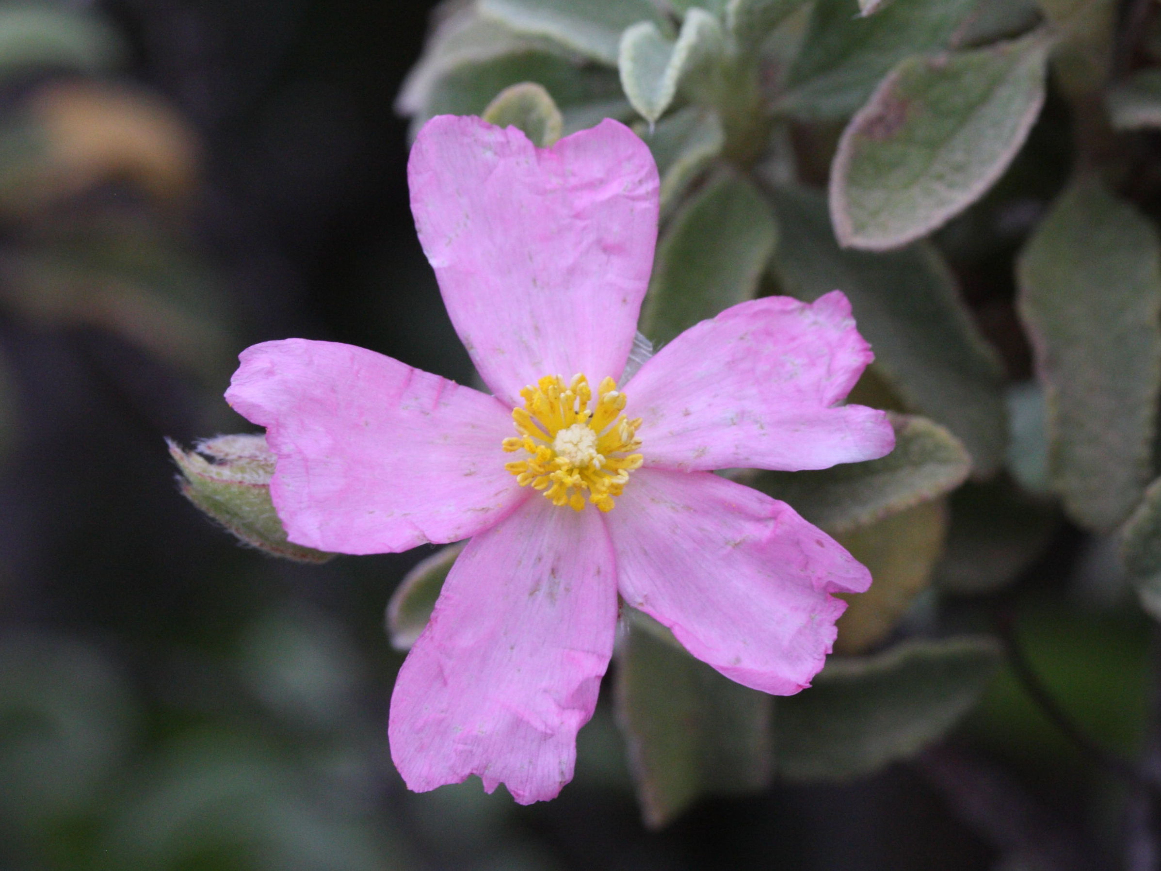 Afficher le média cistus_parviflorus2md cistus_parviflorus2md
